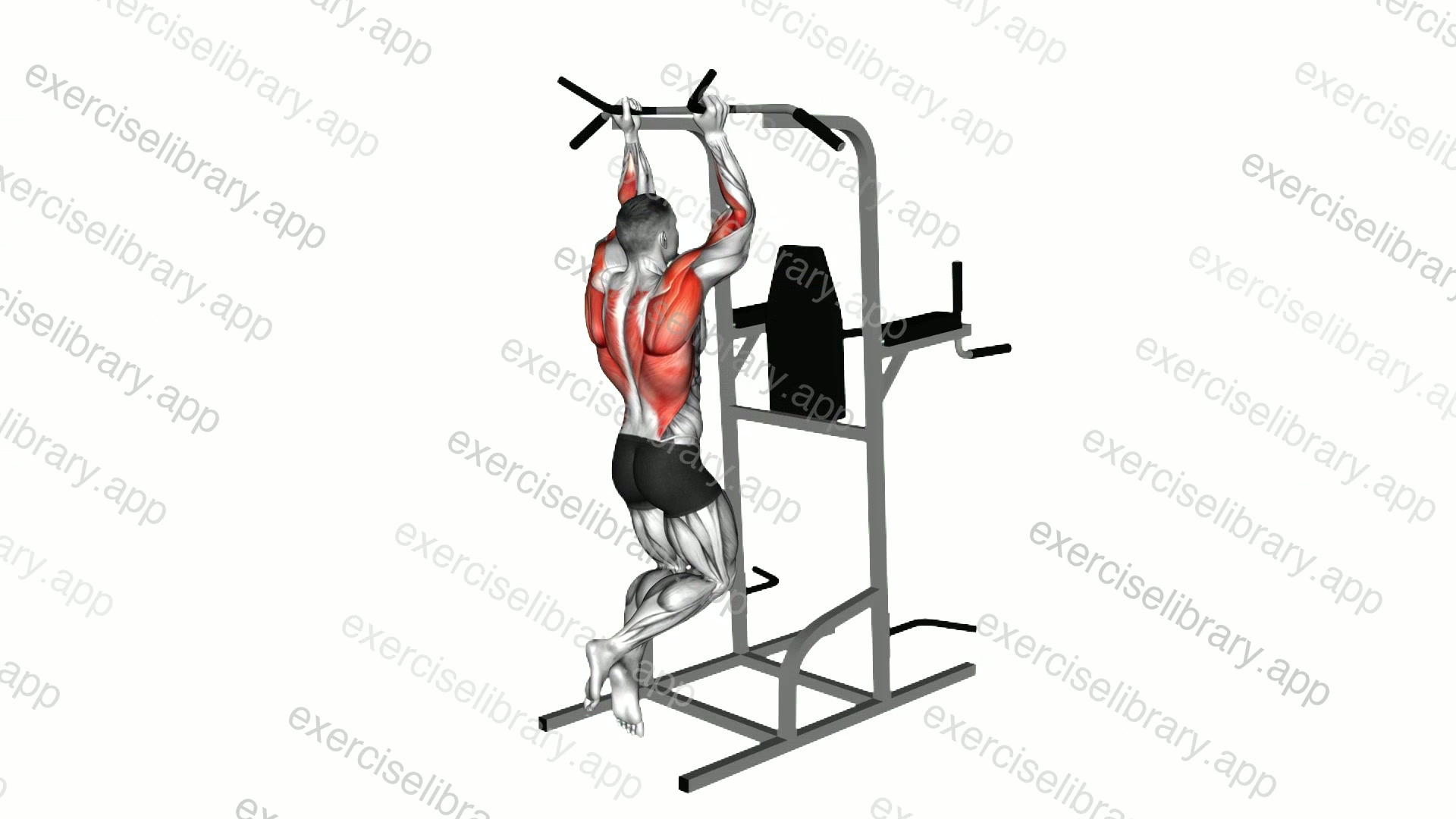 Neutral Grip Chin-up demonstration