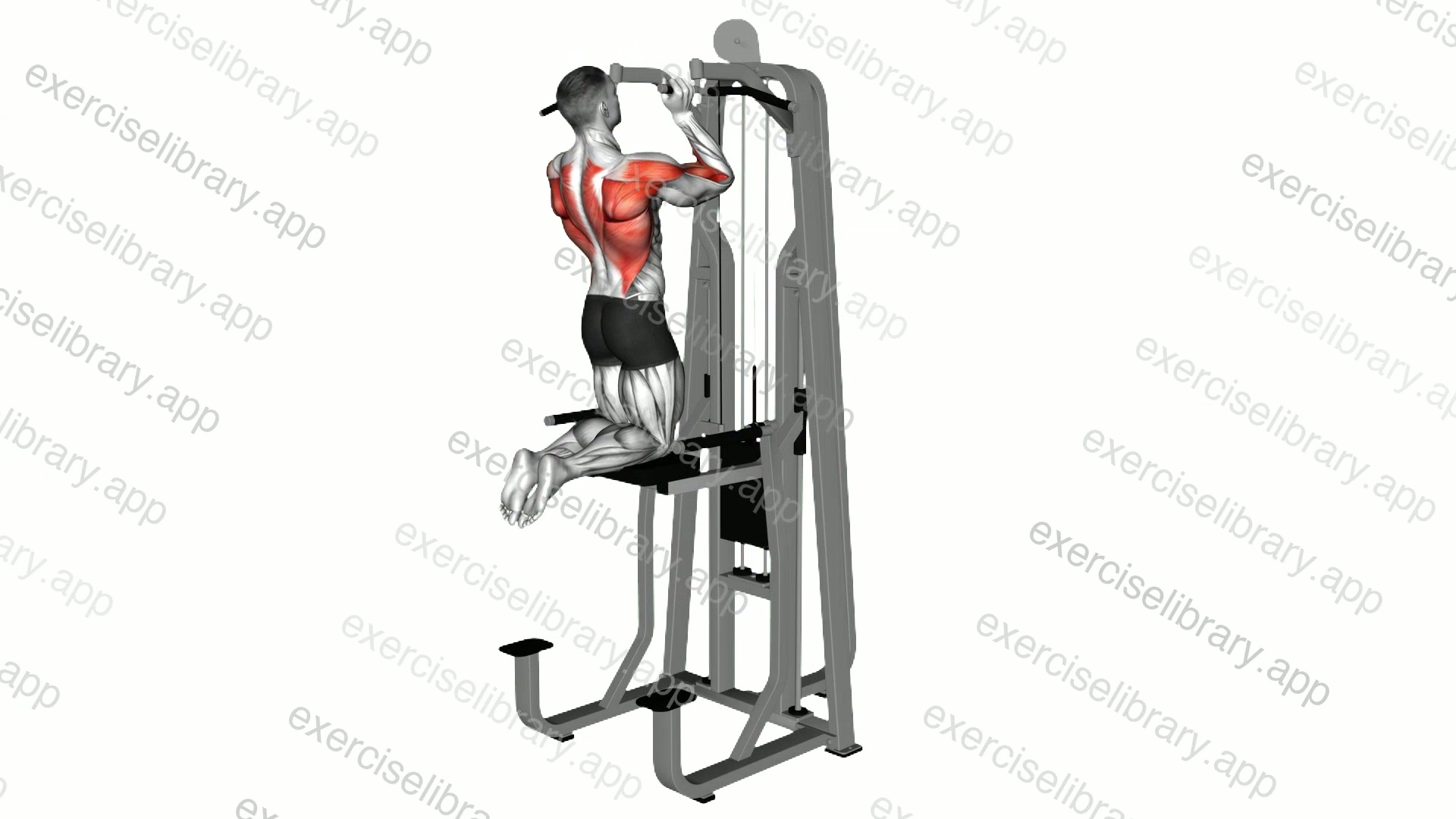 Lever Assisted Neutral Grip Chin-up demonstration