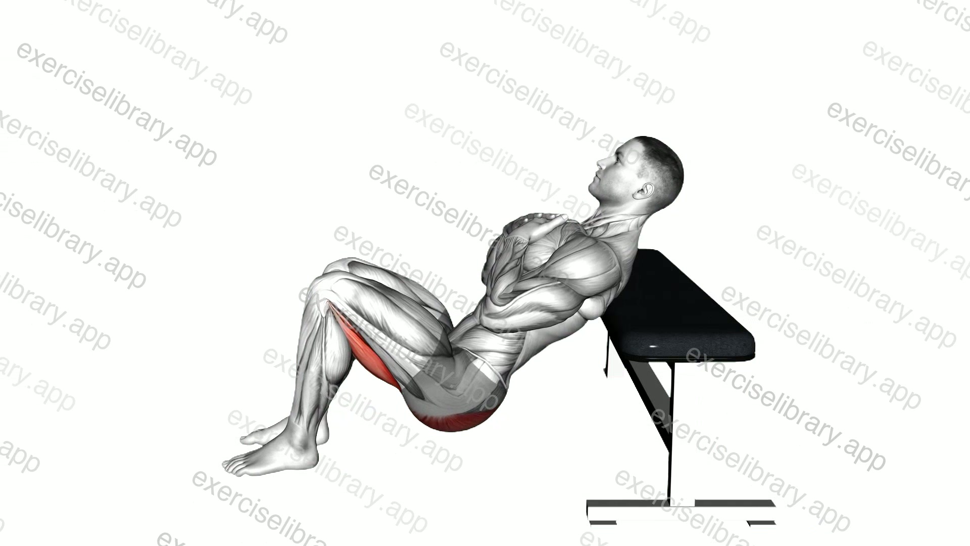 Glute Bridge from Bench demonstration