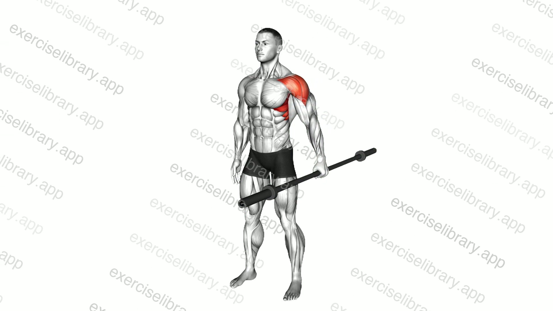 Weighted Bar Standing Lateral Raise demonstration