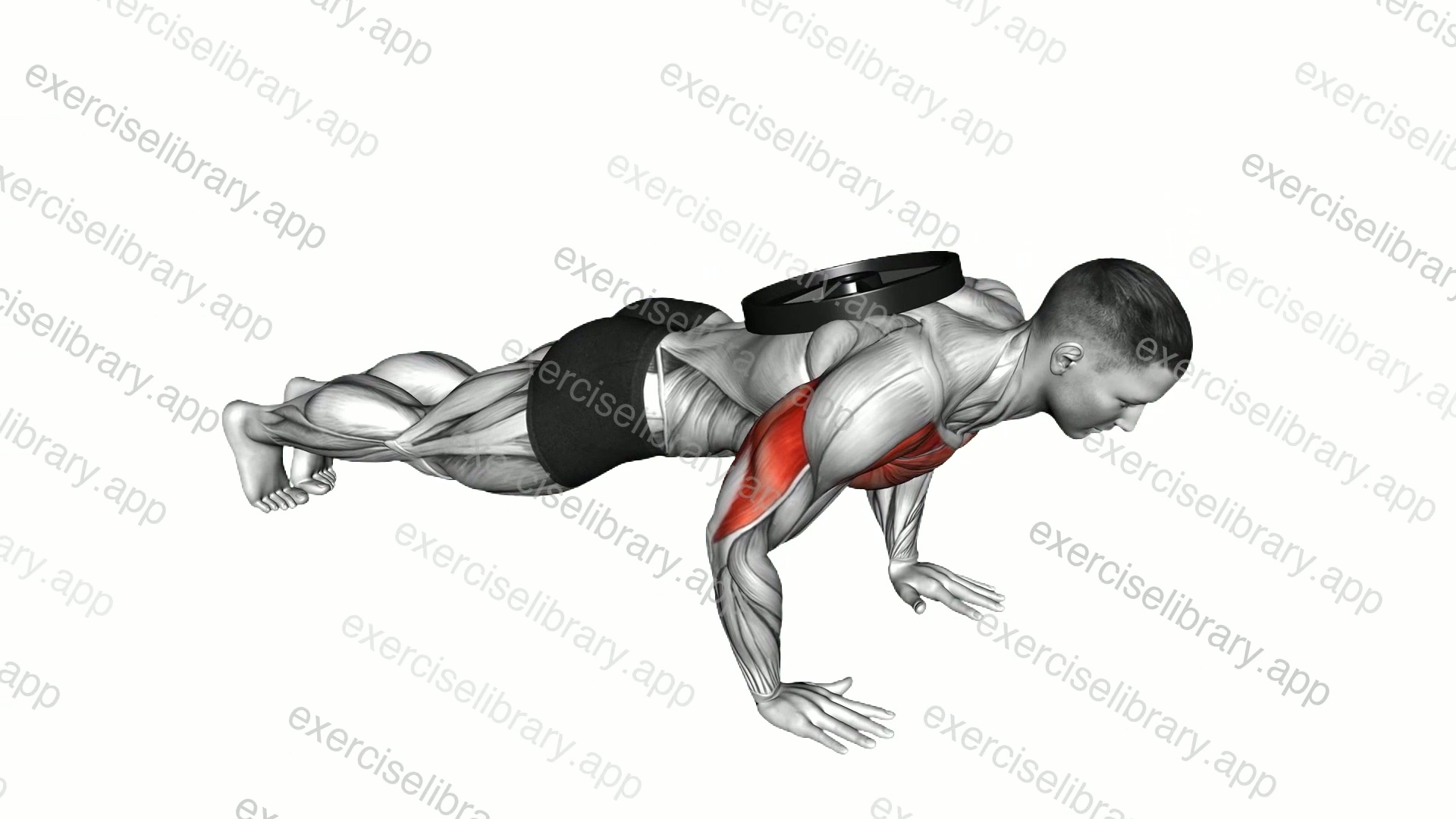 Weighted Plate Push-up demonstration