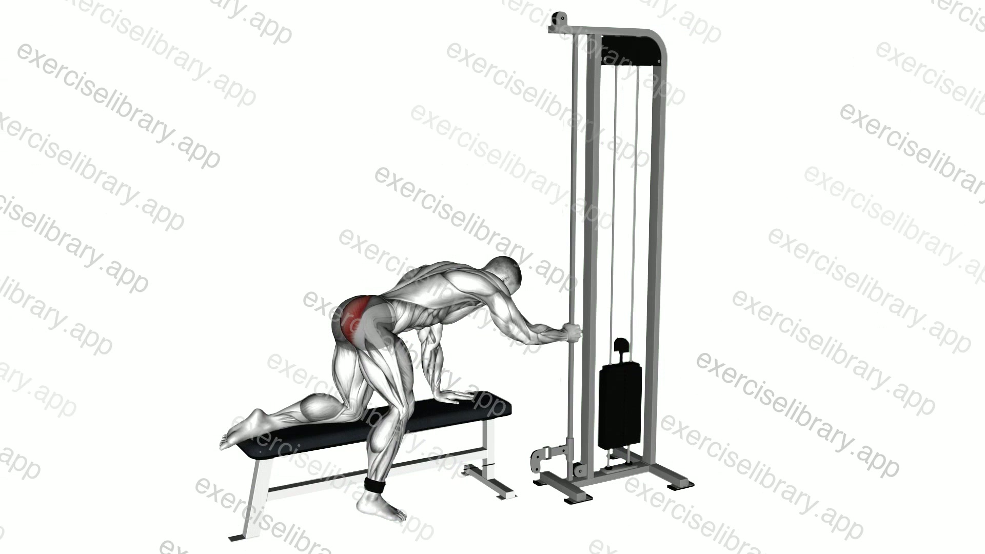 Cable Kneeling Glute Kickback demonstration