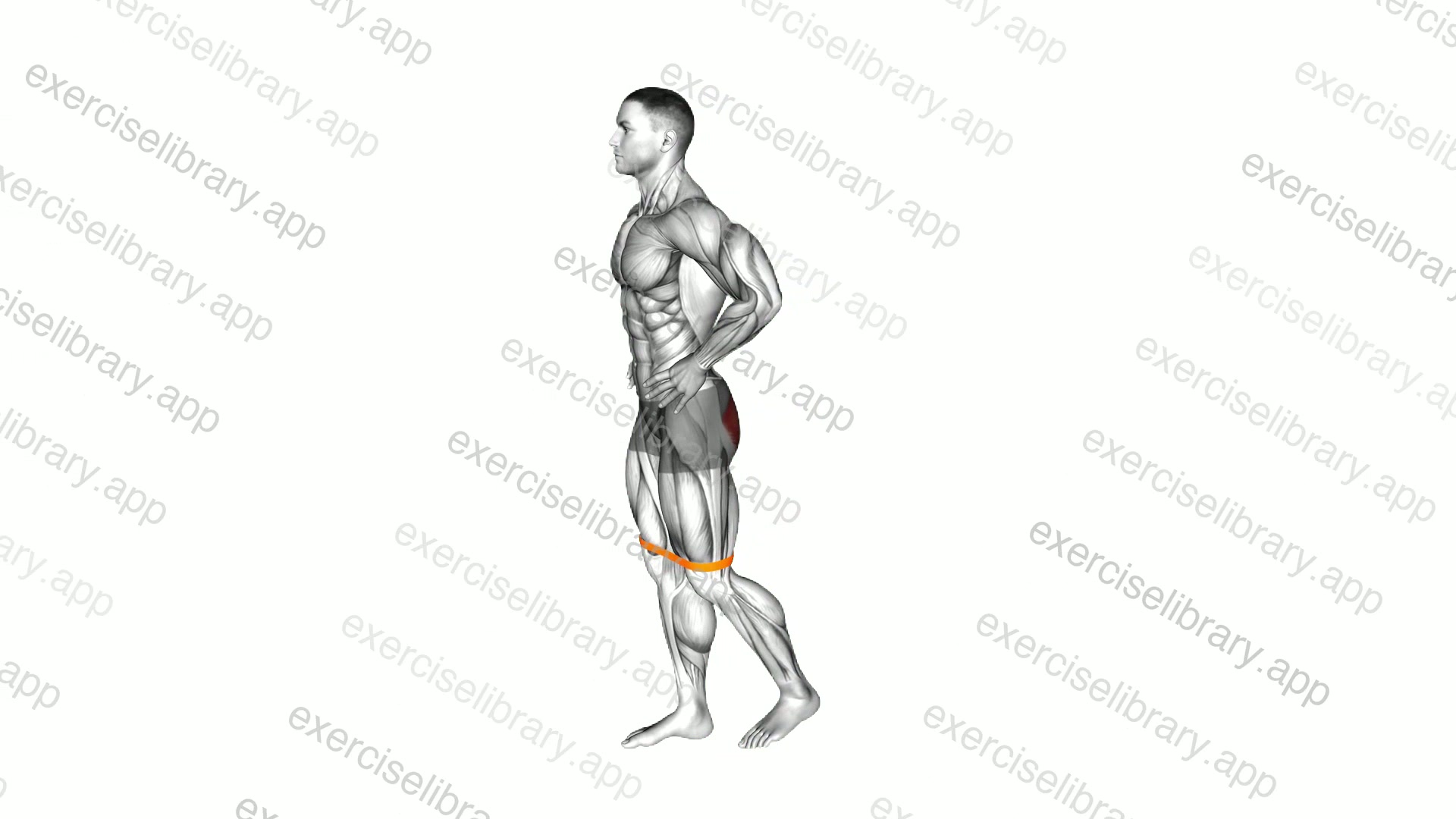 Resistance Band Standing Balance Glute Kickback demonstration