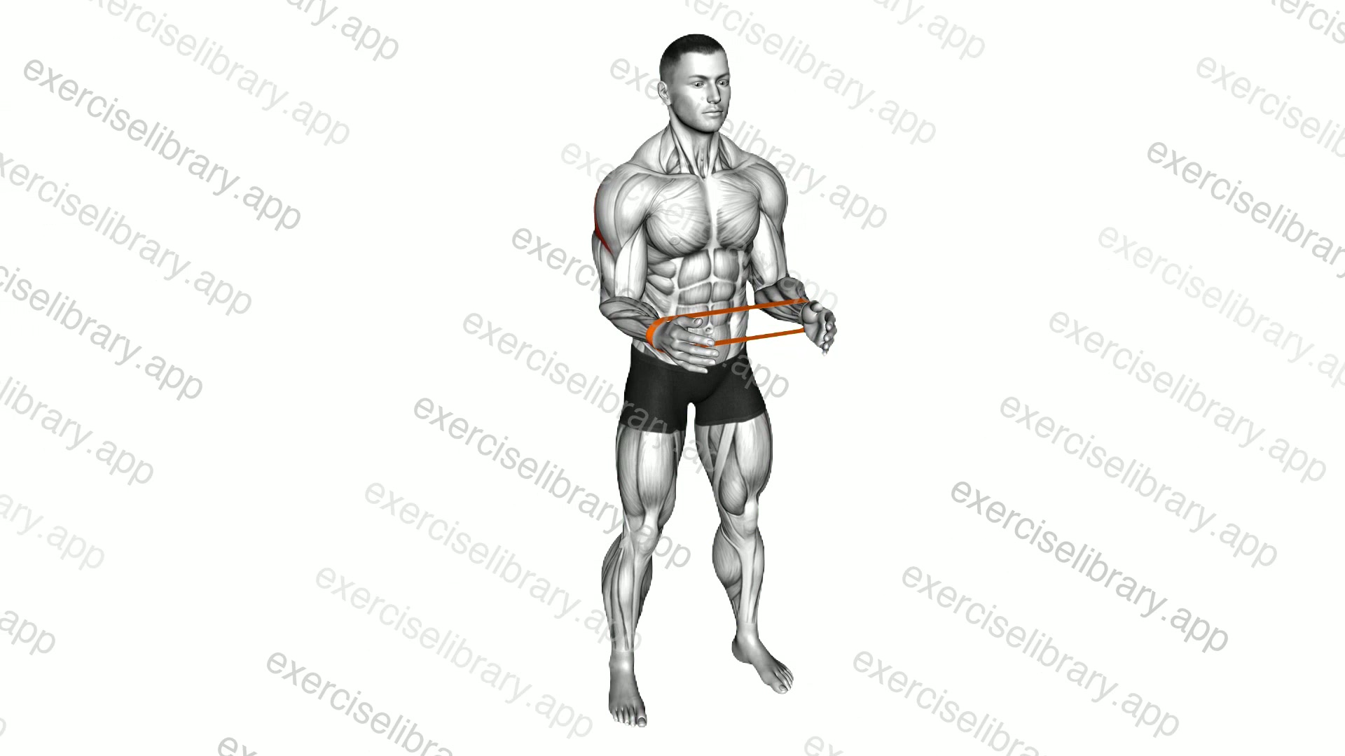 Resistance Band Standing External Rotation demonstration