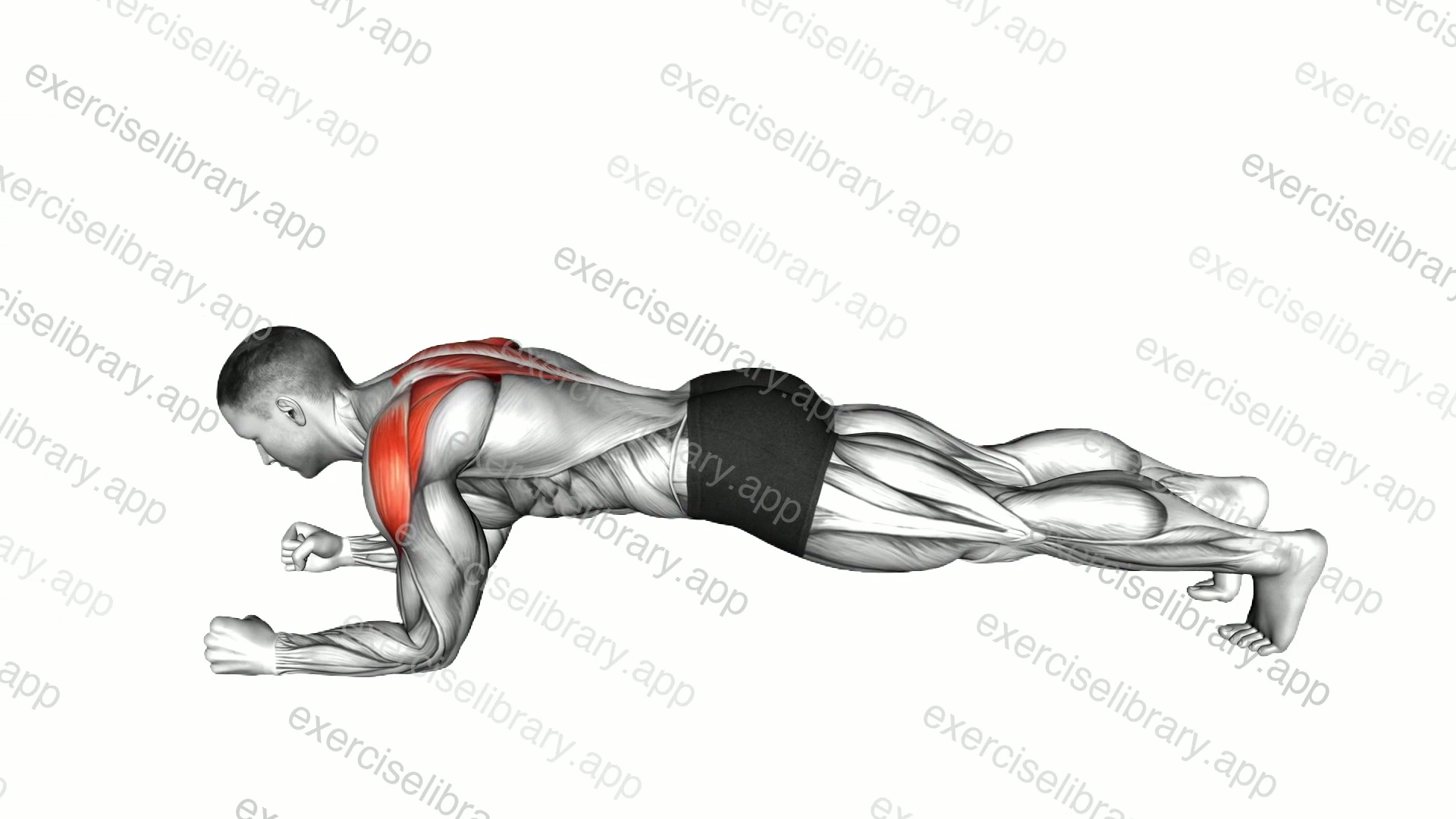 Plank Scapula Push-up demonstration
