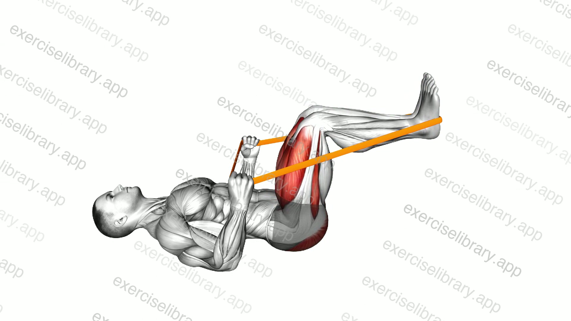 Resistance Band Lying Leg Press demonstration