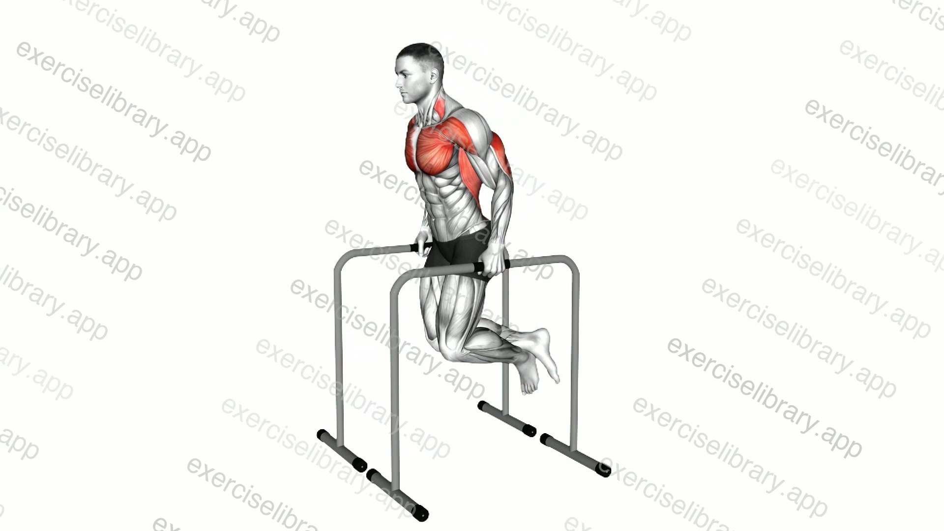 Triceps Dip on High Parallel Bars demonstration