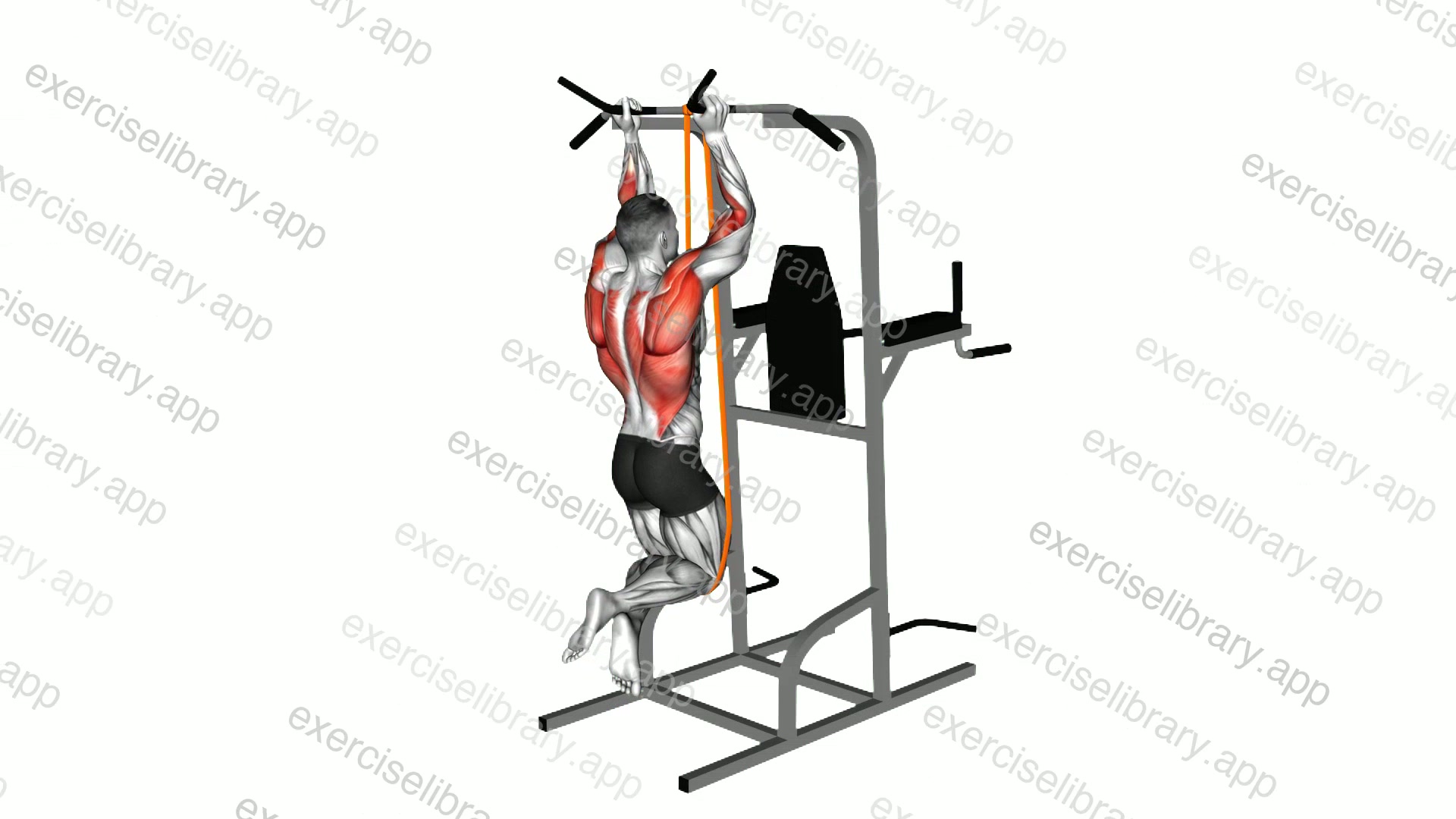 Resistance Band Assisted Neutral Grip Chin-up demonstration