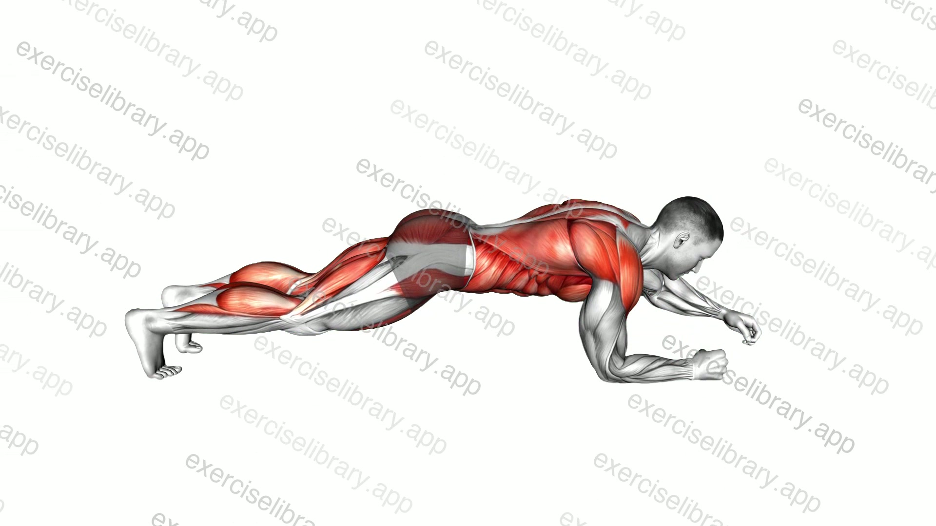 Plank Hands Tap Feet Tap demonstration