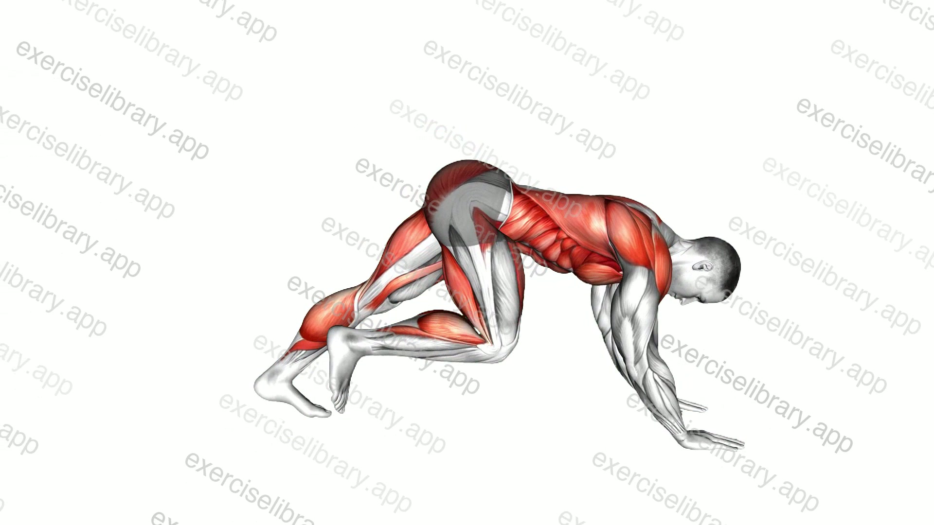 Downward Dog Crunch demonstration