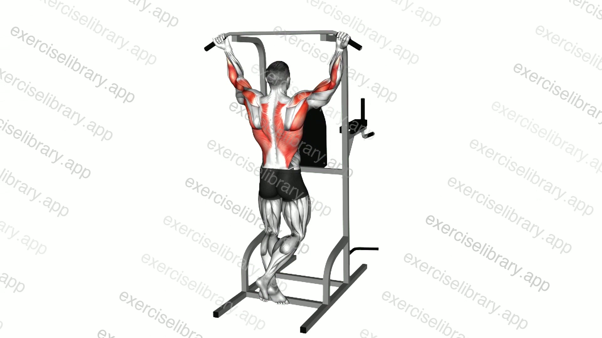 Wide Chin-up demonstration