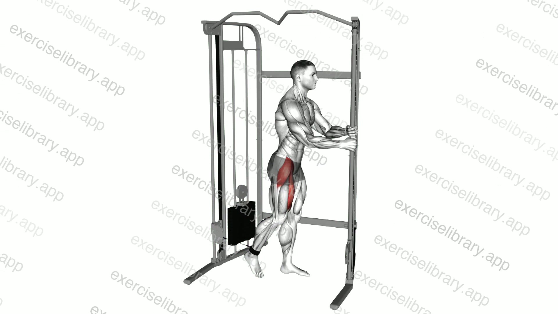 Cable Standing Hip Flexion demonstration