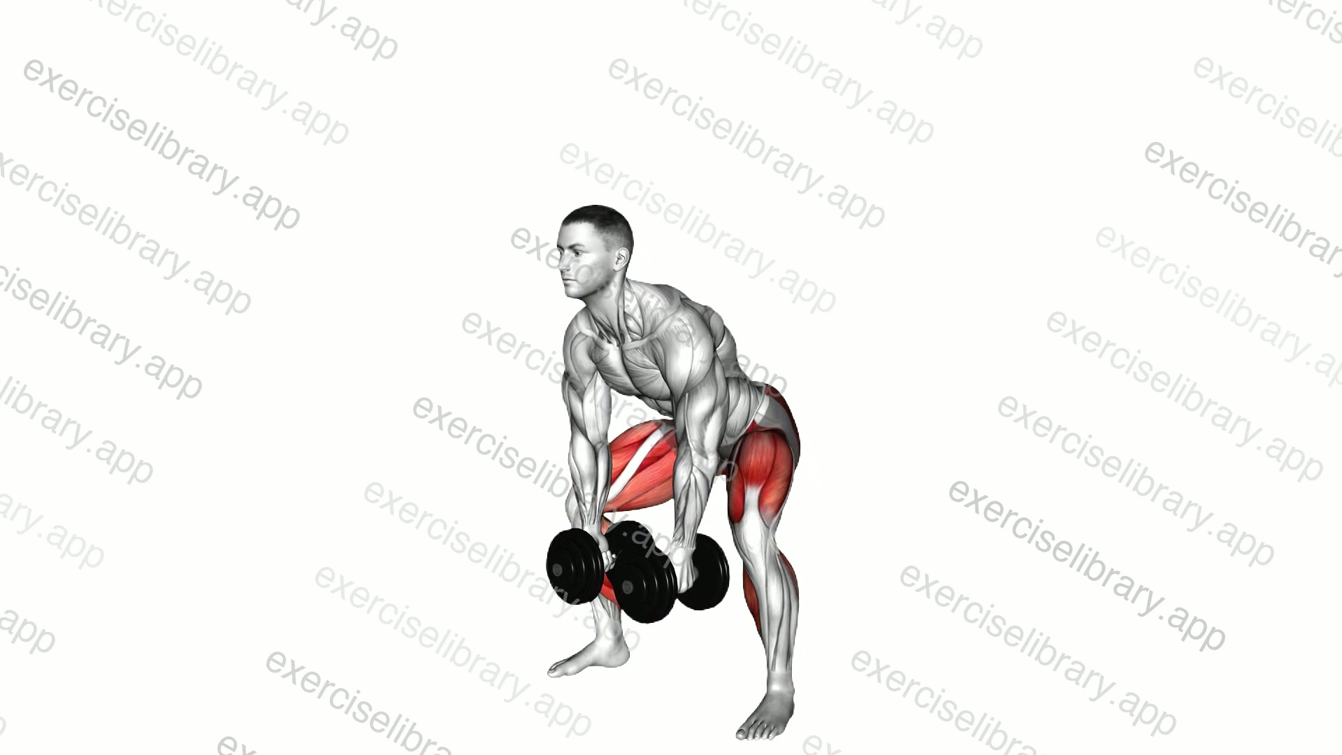 Dumbbell Sumo Deadlift demonstration