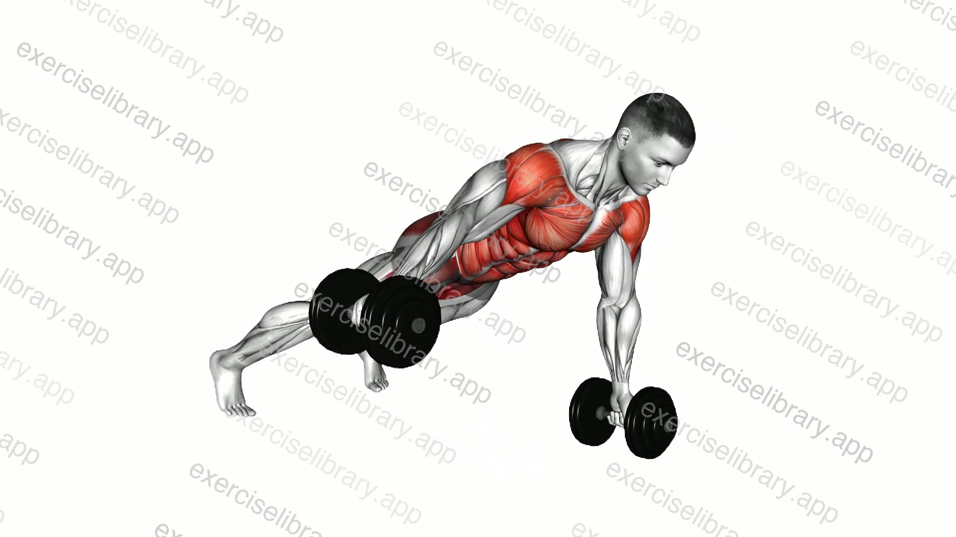 Dumbbell Lateral Raise Plank demonstration