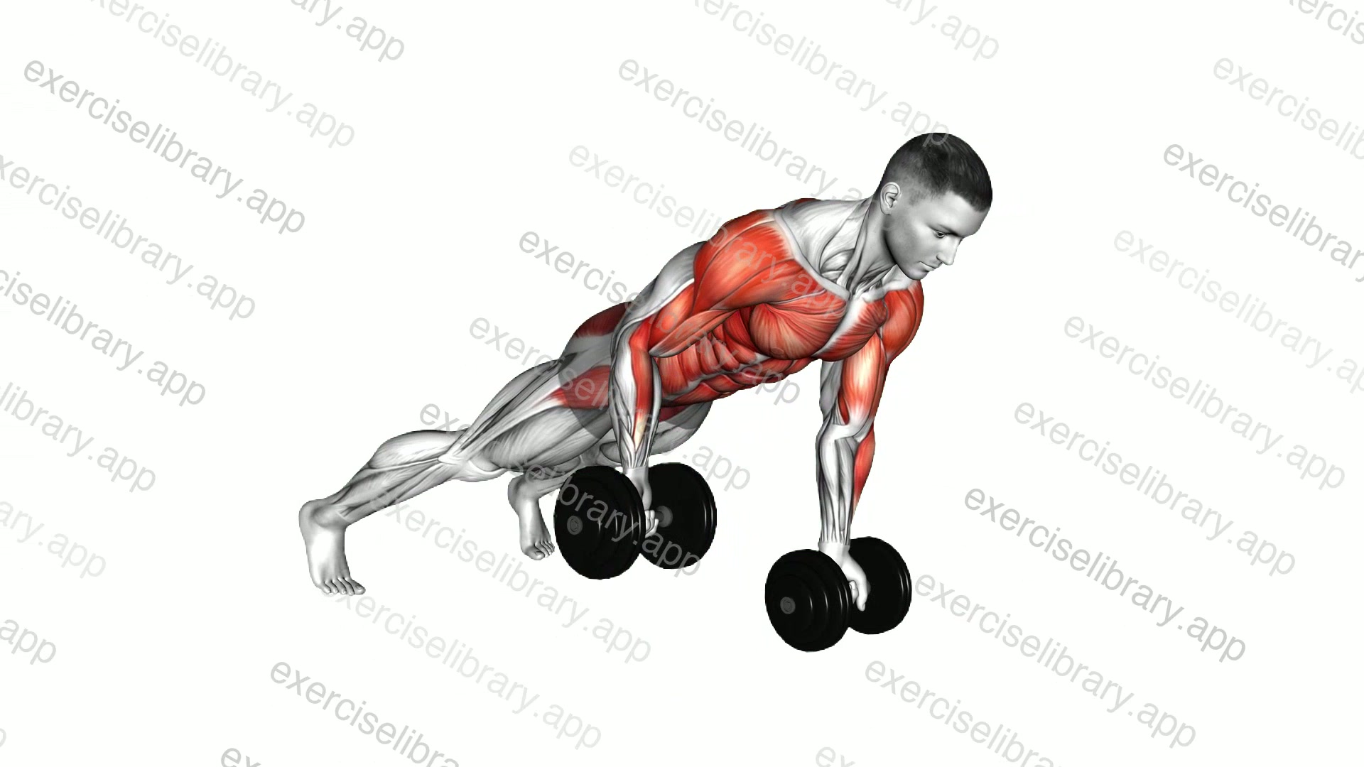 Dumbbell Underhand Renegade Row demonstration