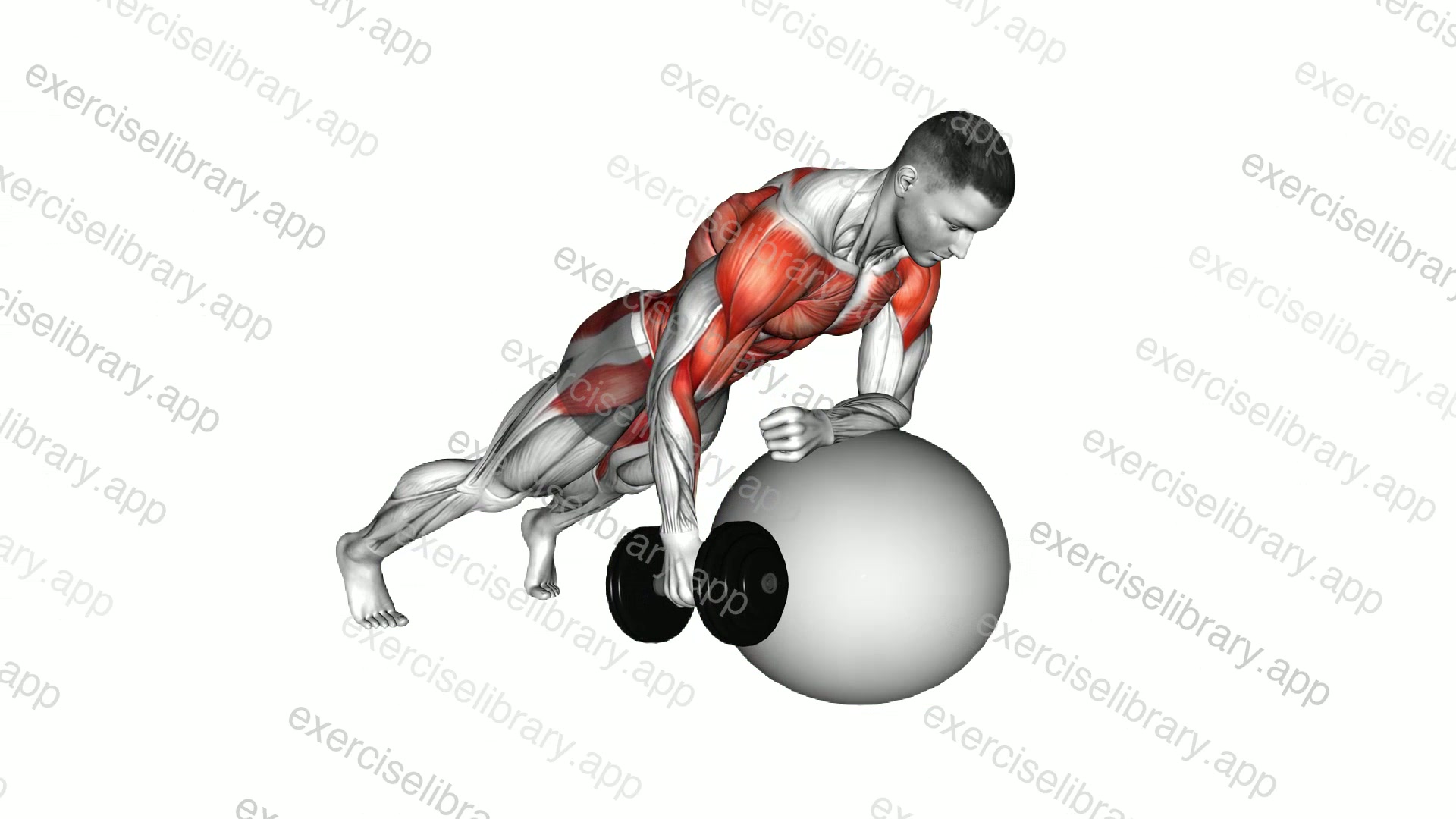 Dumbbell Renegade Row on Stability Ball demonstration
