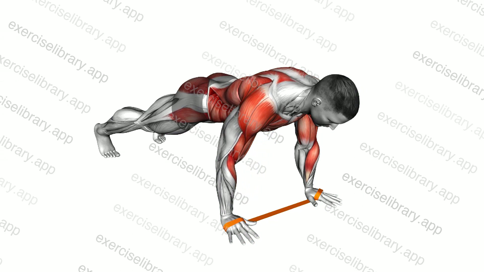 Resistance Band Renegade Row demonstration