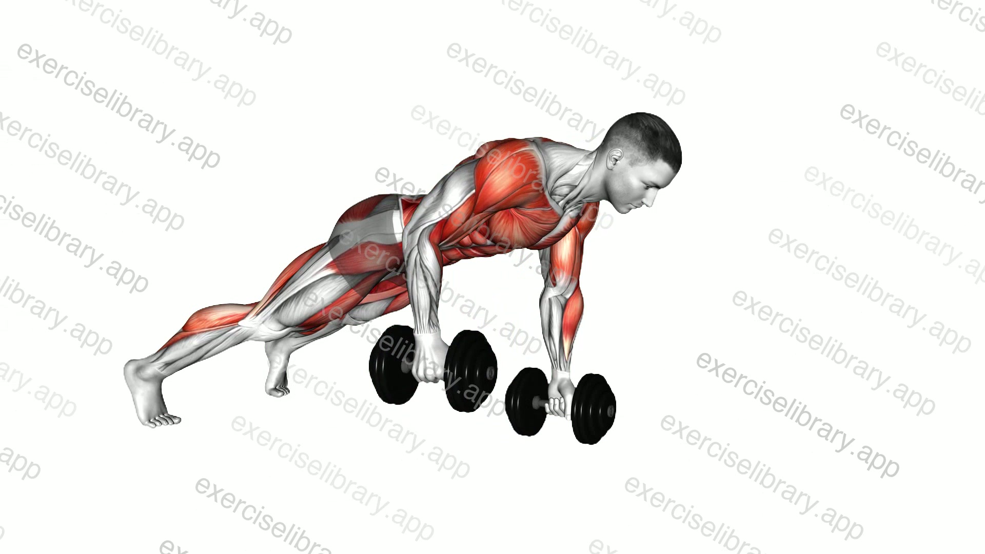 Dumbbell Renegade Row Walk demonstration
