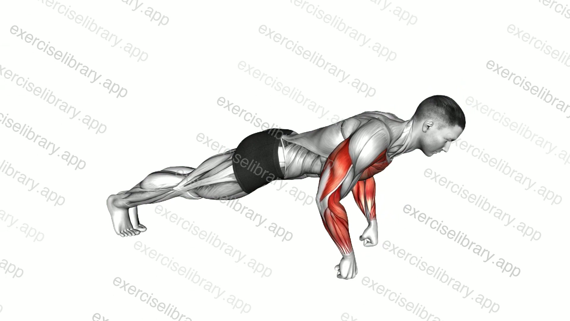 Fist Push-up demonstration