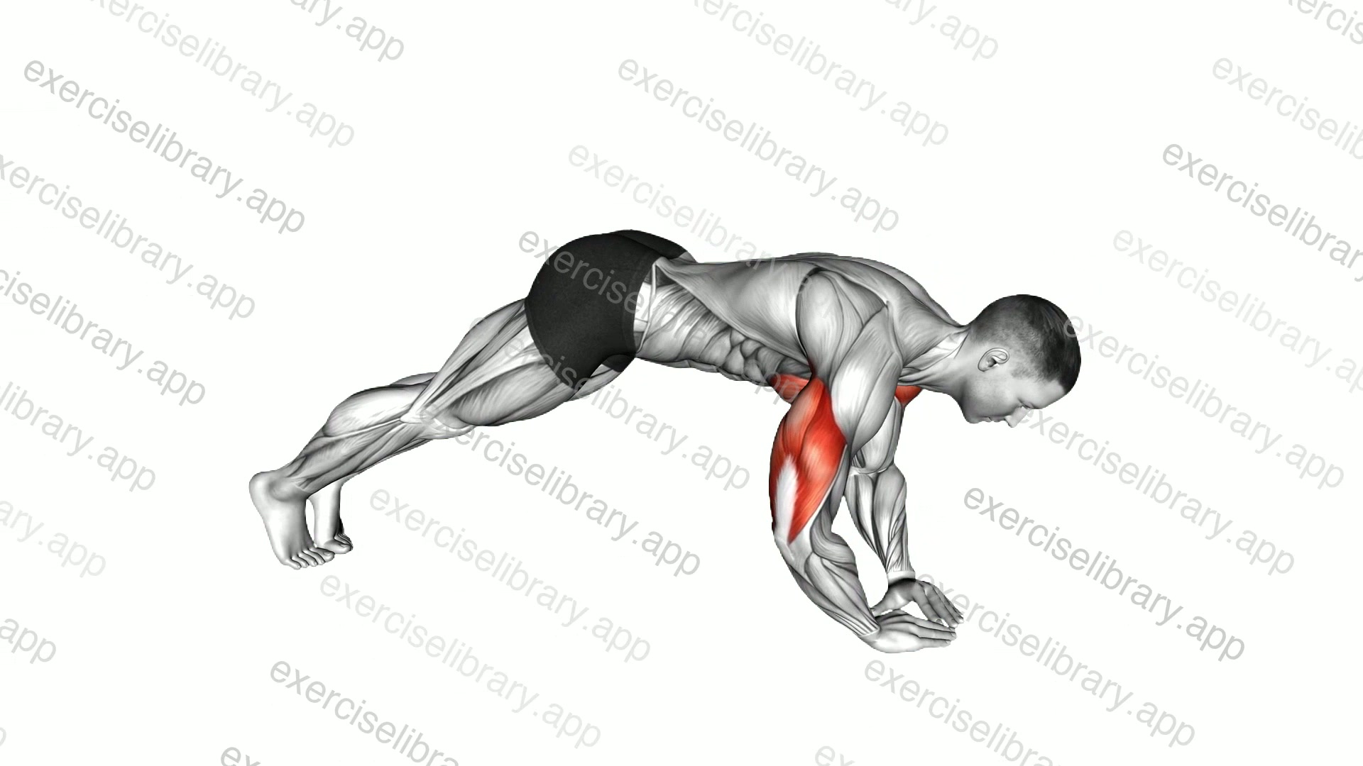 Bodyweight Skullcrusher demonstration