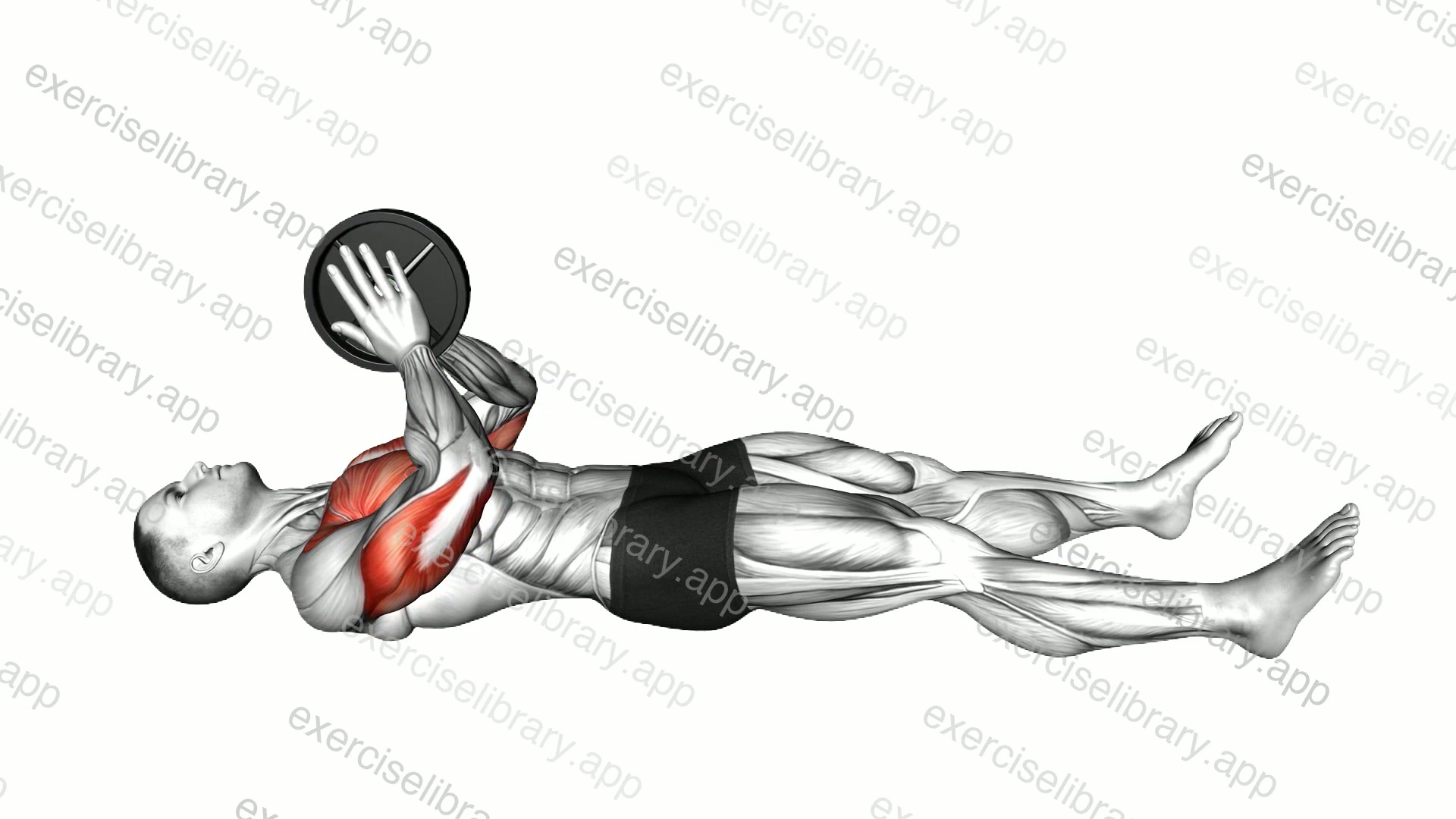 Weighted Lying Svend Press demonstration