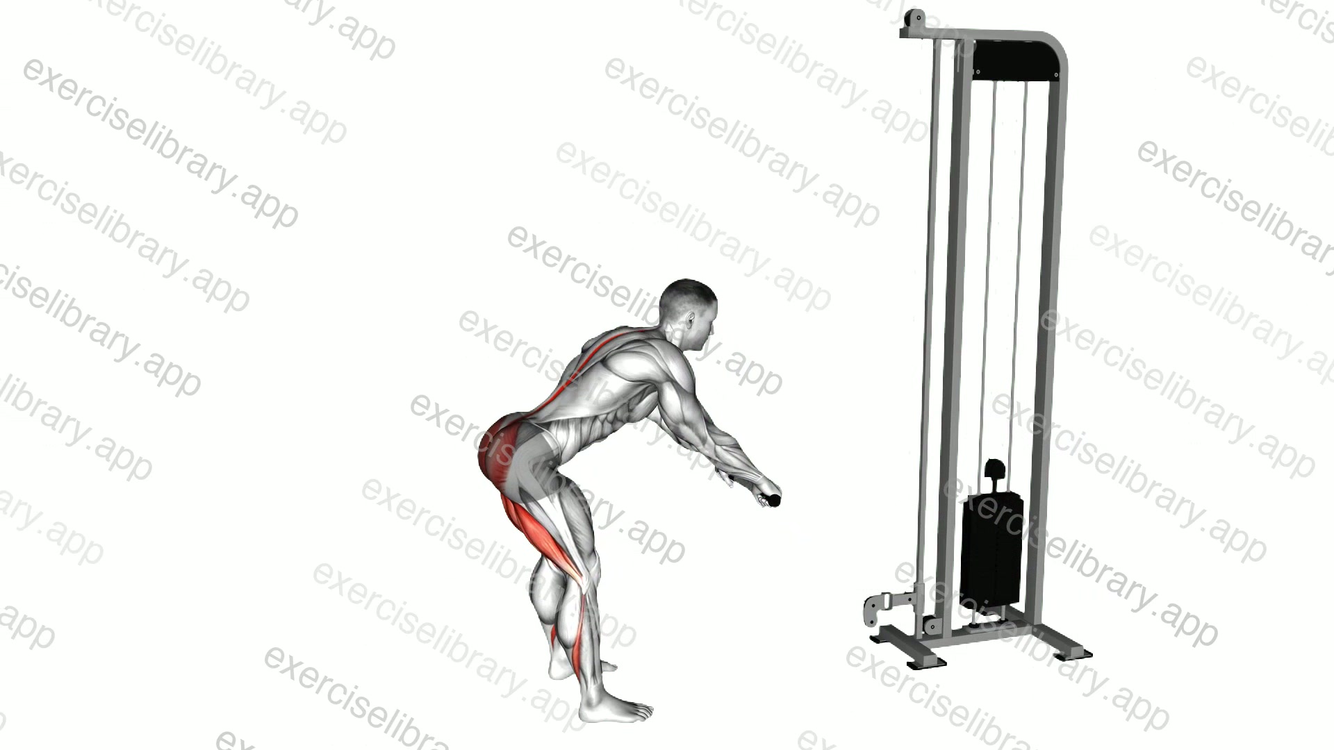 Cable Romanian Deadlift demonstration
