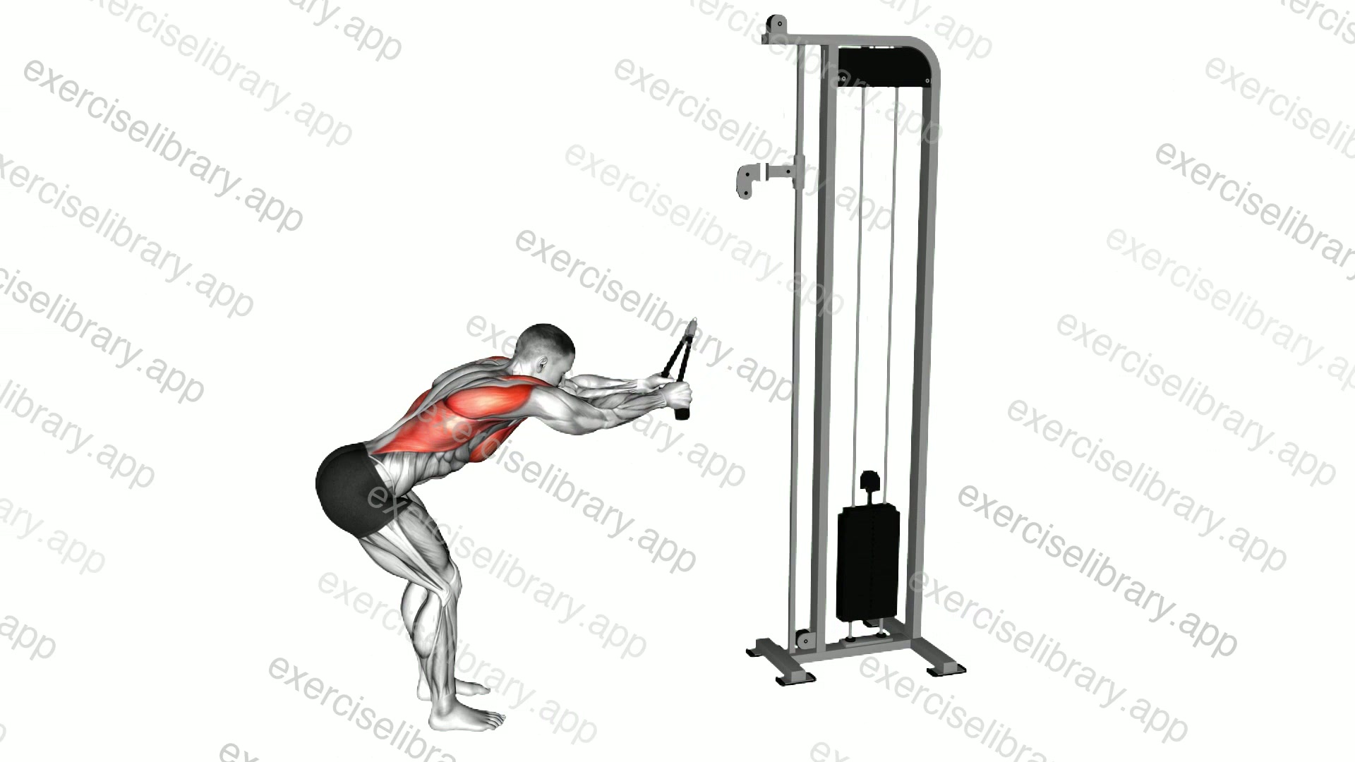 Cable Straight Arm Pulldown demonstration