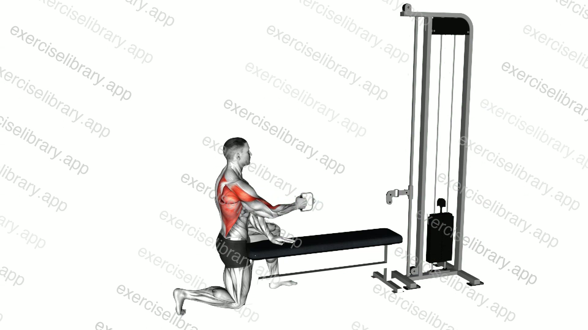 Cable Half Kneeling Single Arm Row demonstration