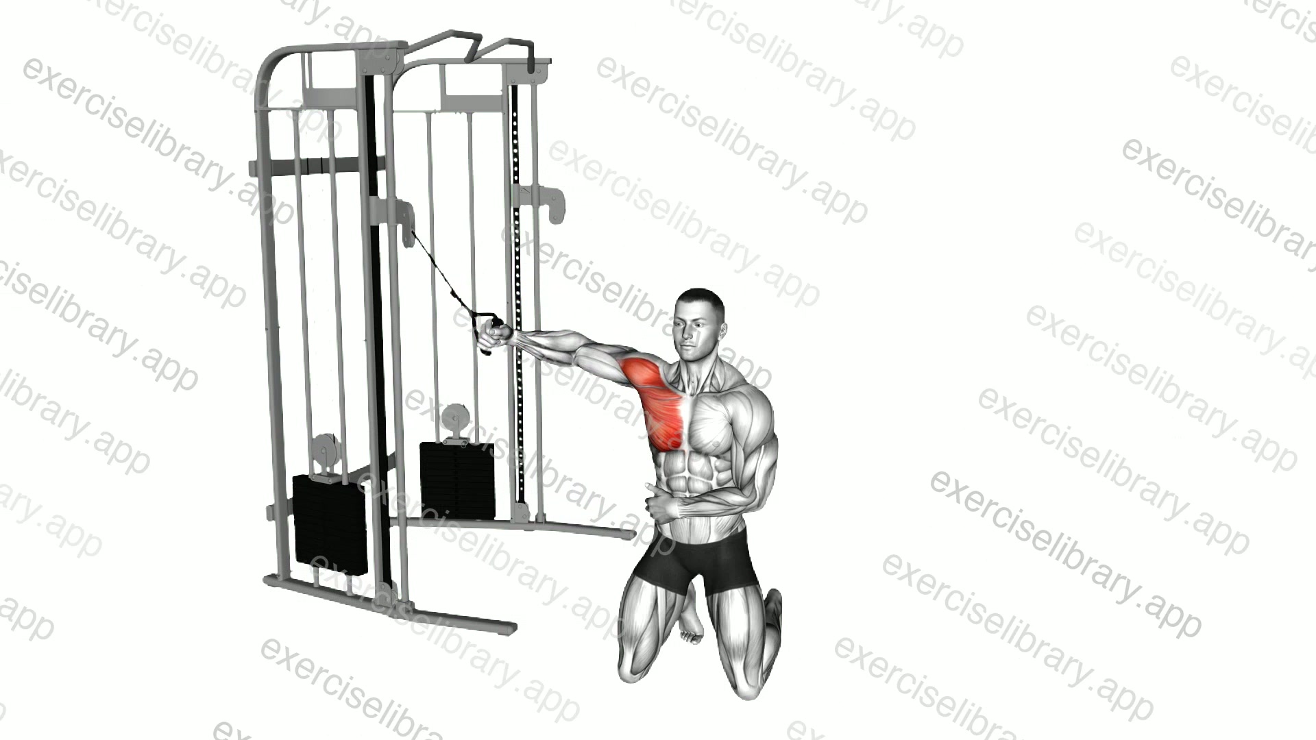 Cable Kneeling Single Arm Fly demonstration