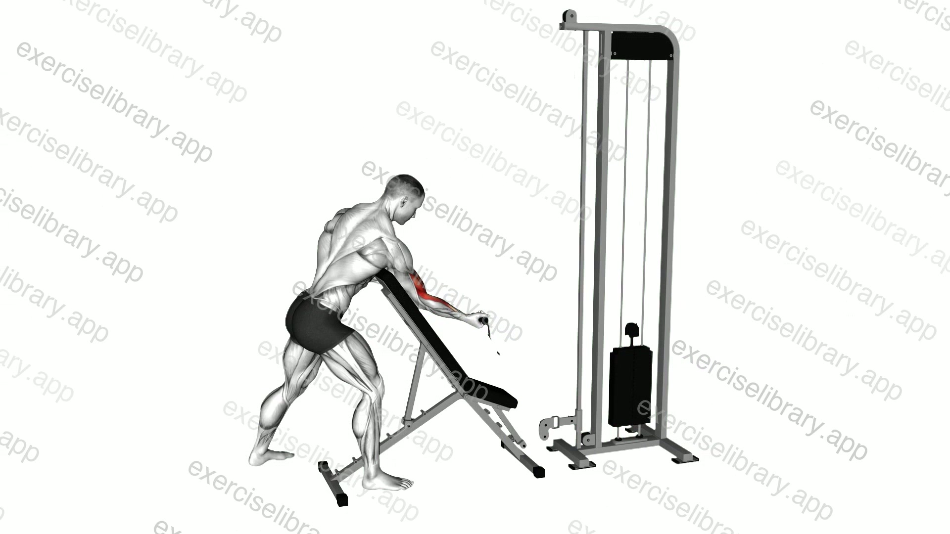 Cable Standing Single Arm Preacher Curl demonstration