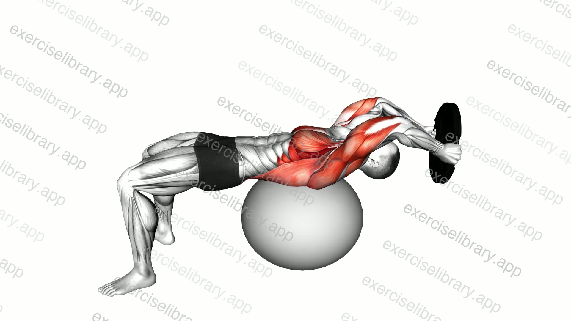 Weighted Plate Pullover on Stability Ball demonstration