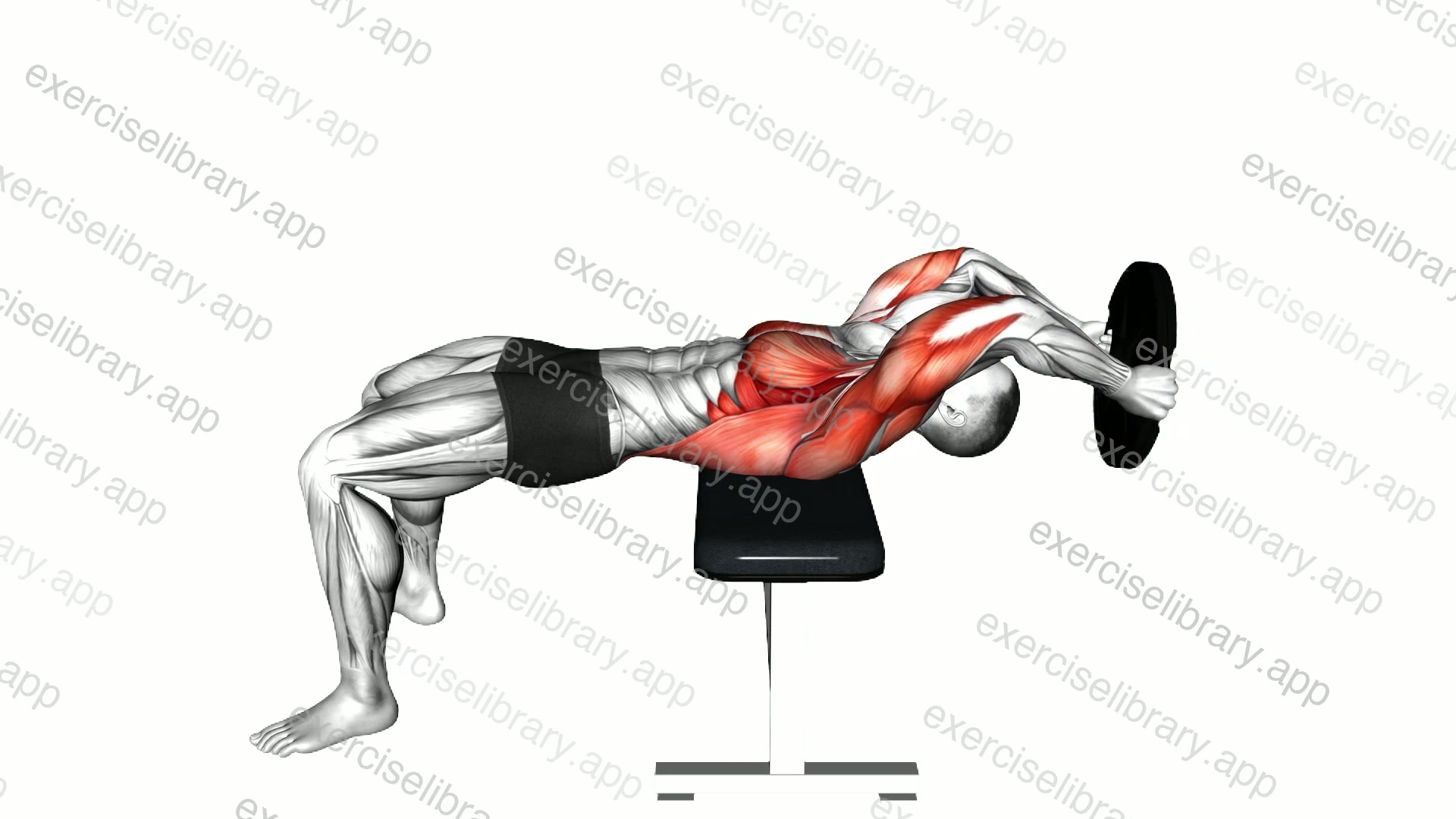 Weighted Plate Pullover demonstration