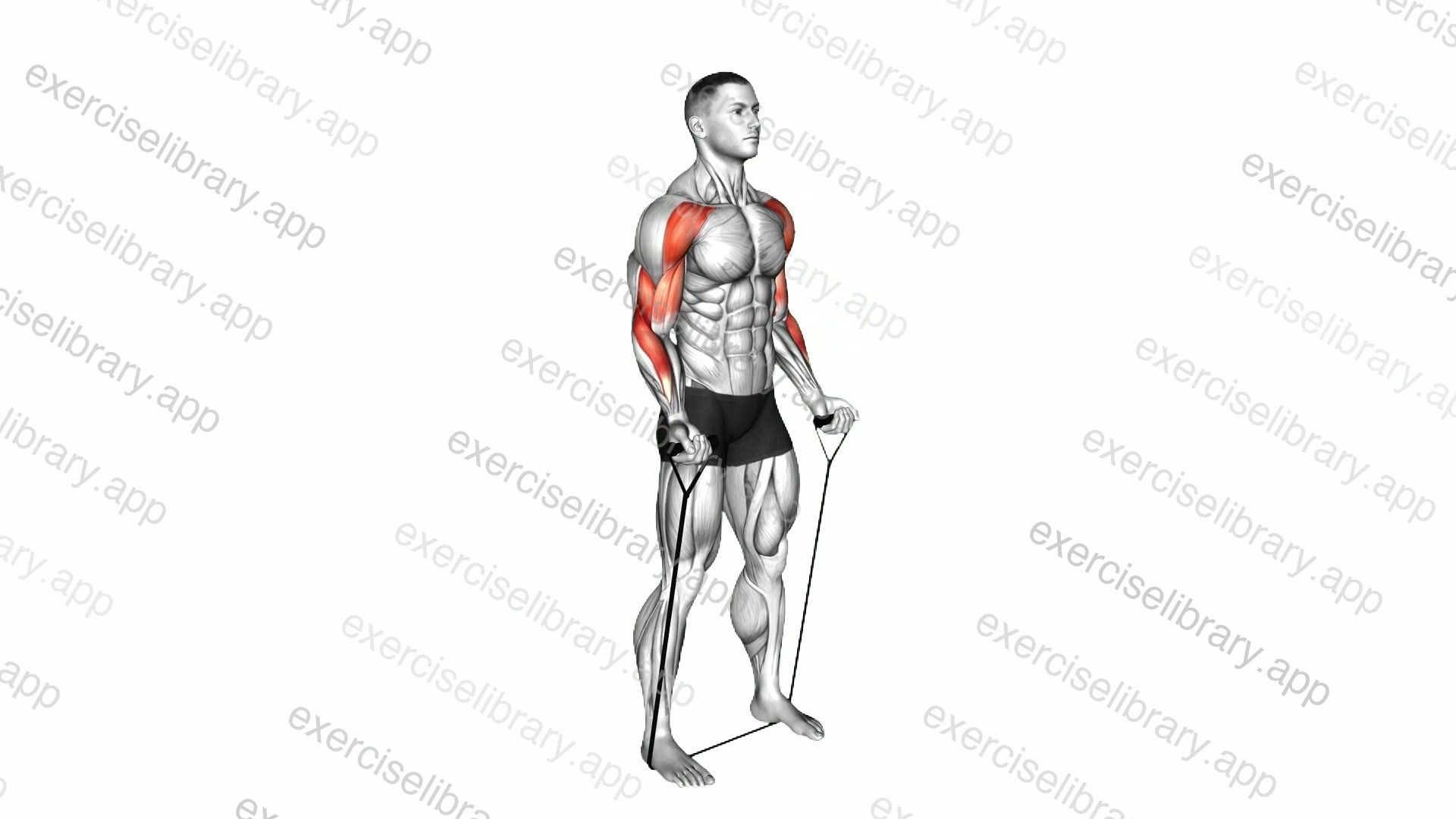 Resistance Band Drag Curl demonstration