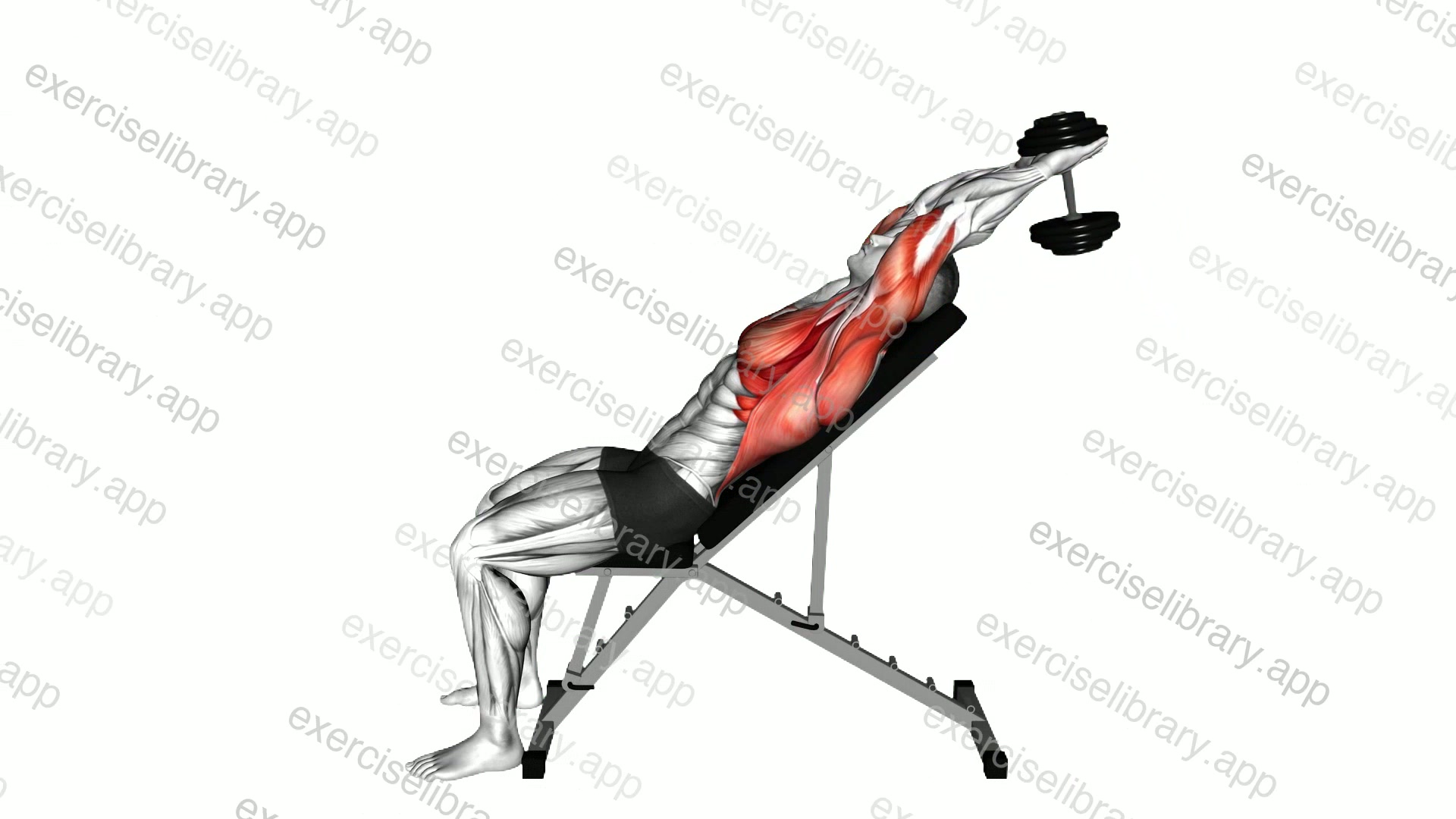 Dumbbell Incline Pullover demonstration