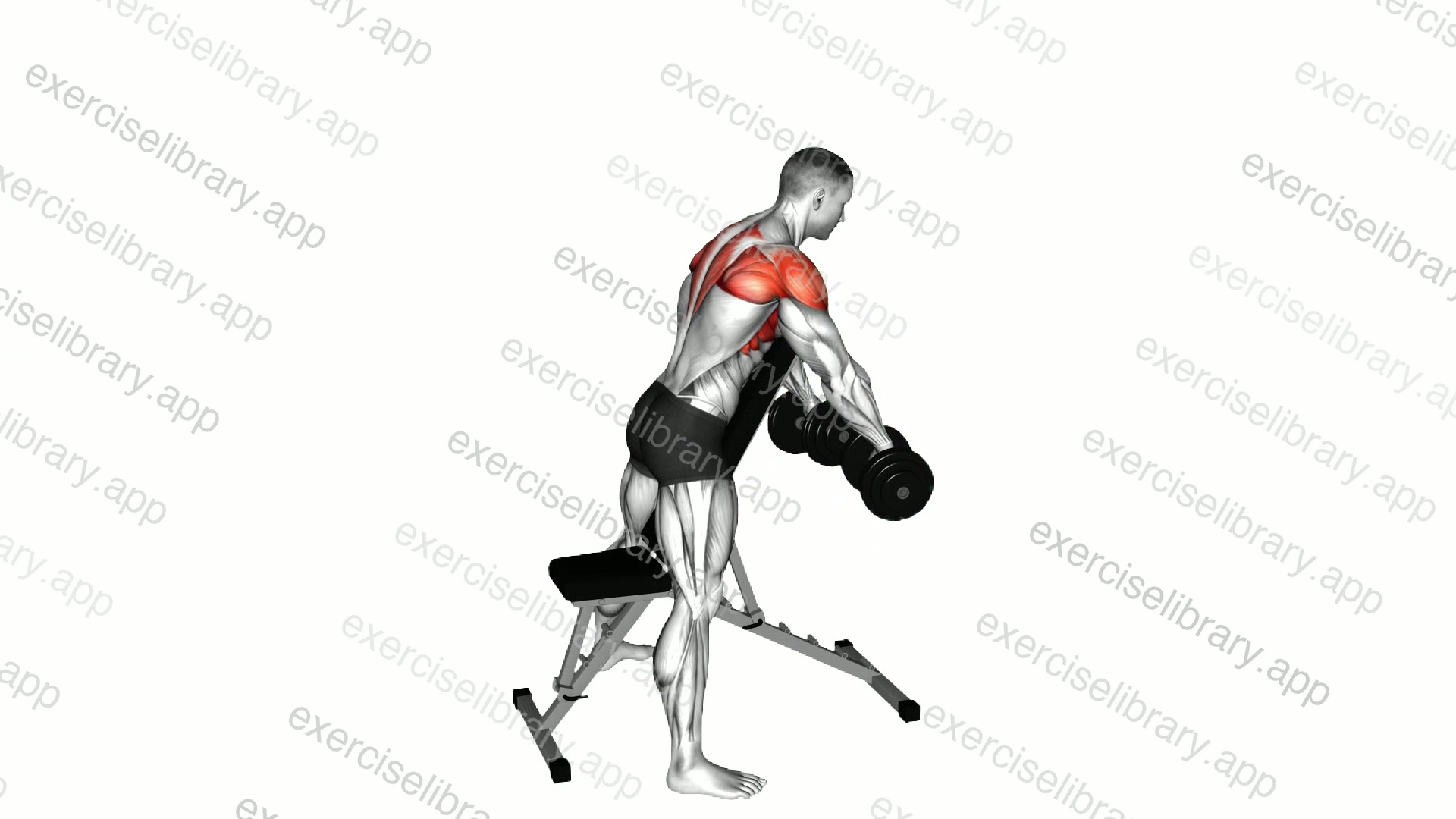 Dumbbell Standing Prone Y-Raise demonstration