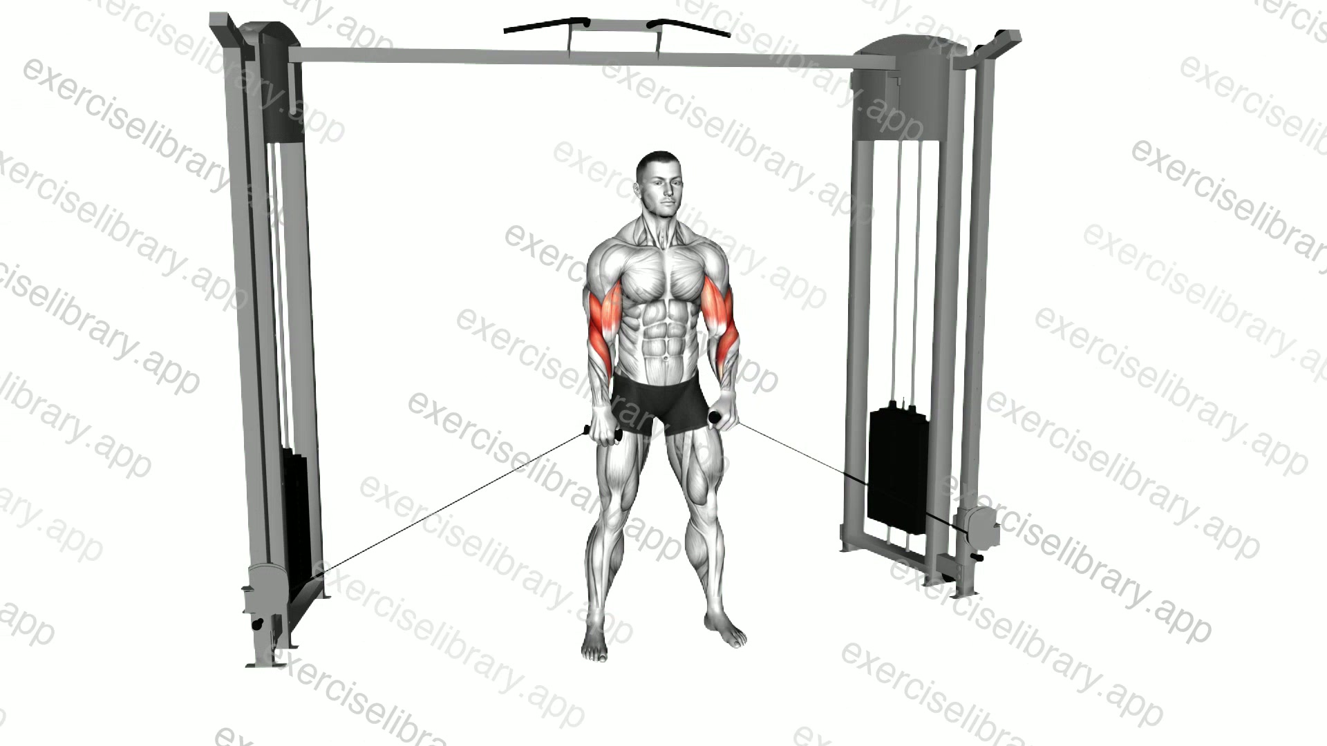 Cable Cross Body Hammer Curl demonstration