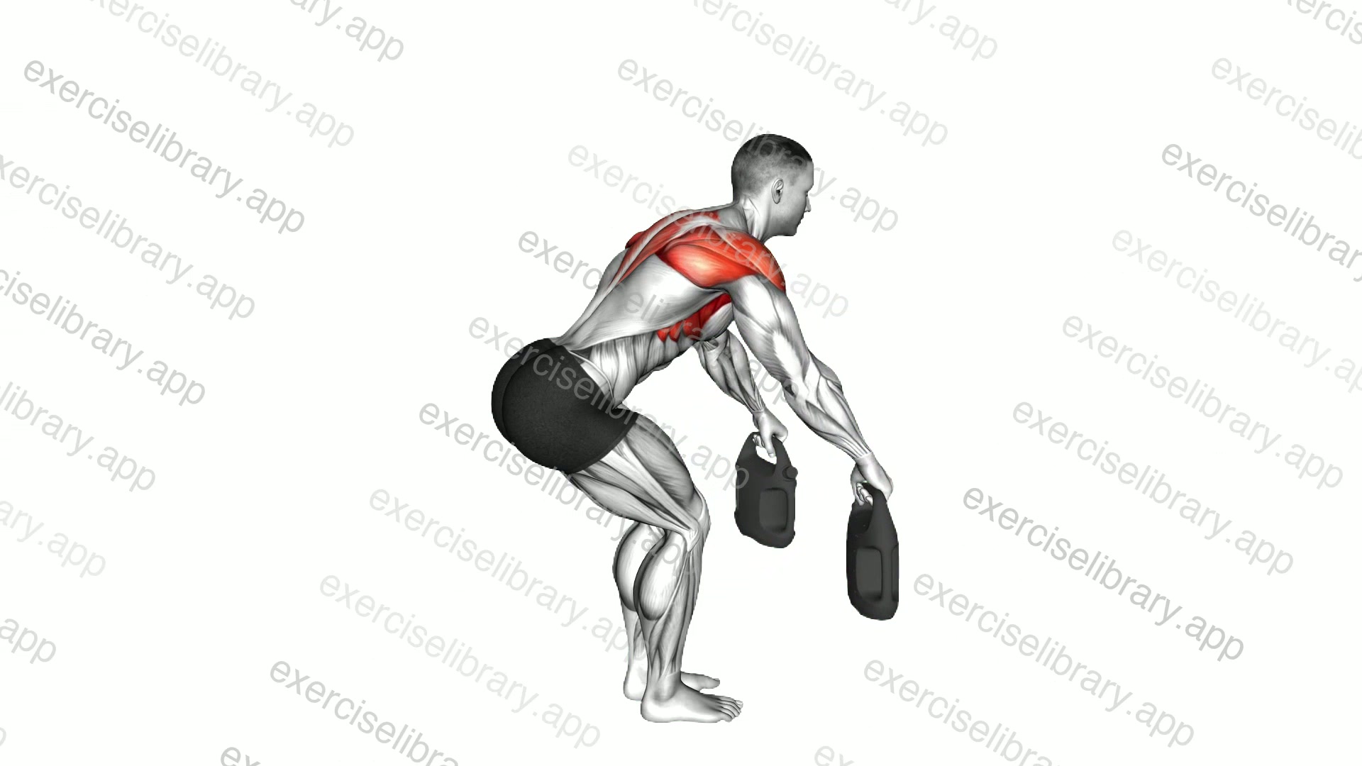 Bottle Weighted Bent over Y Raise demonstration