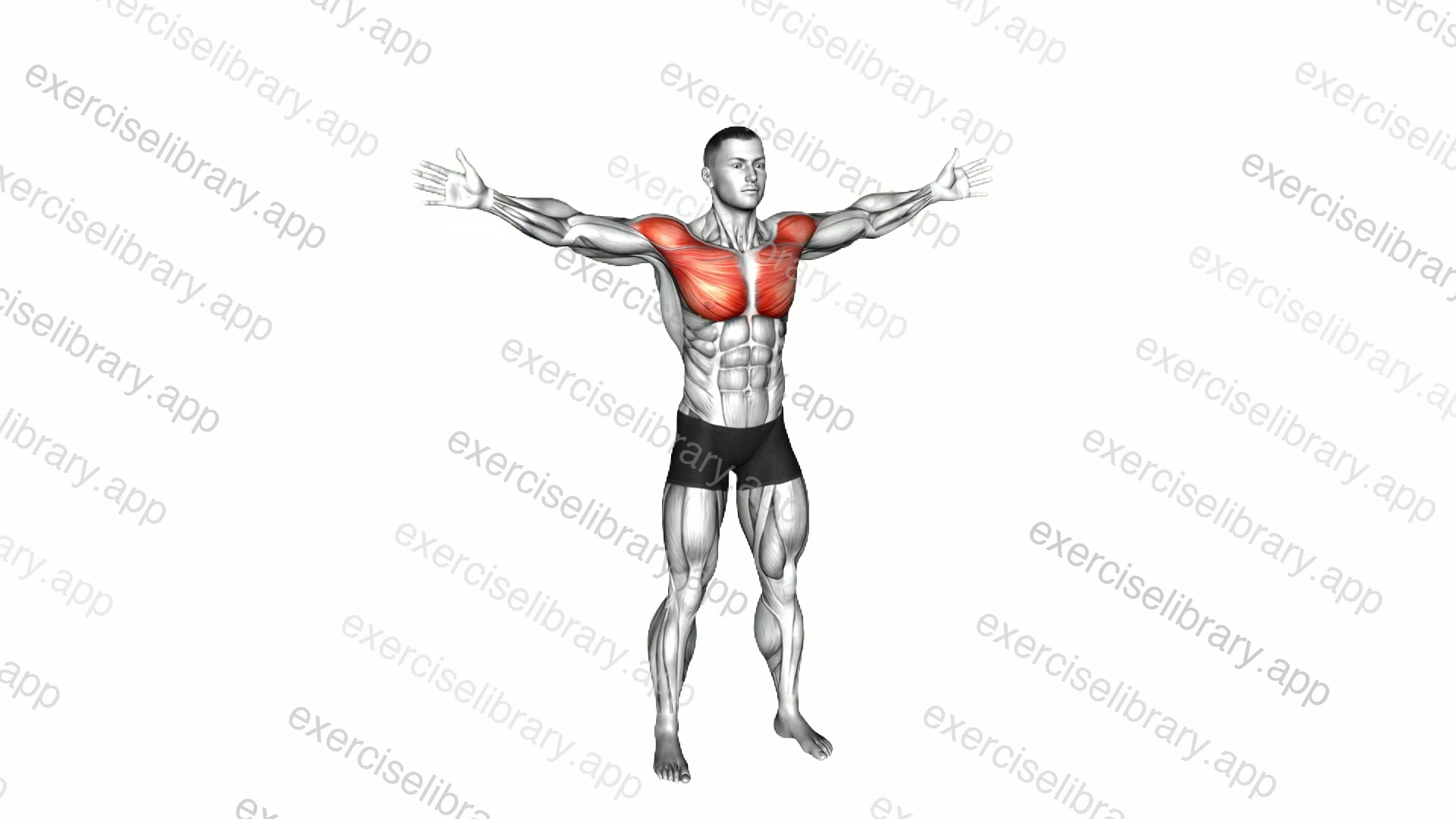 Bodyweight Standing Straight Arm Chest High Fly demonstration