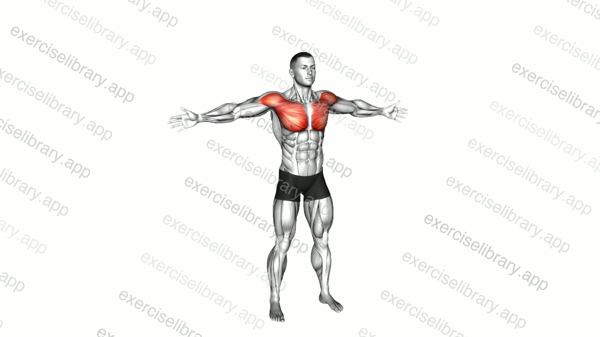 Bodyweight Standing Straight Arm Chest Low Fly demonstration