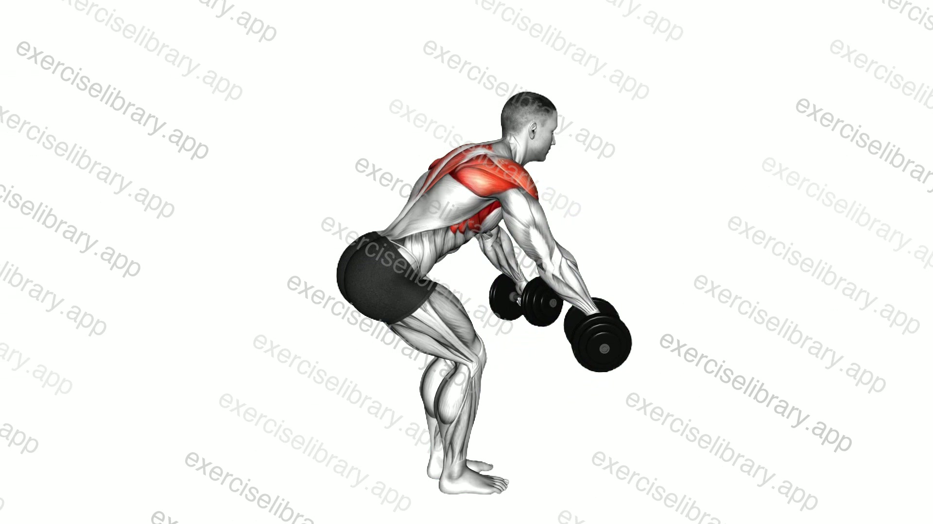 Dumbbell Bent over Y Raise demonstration