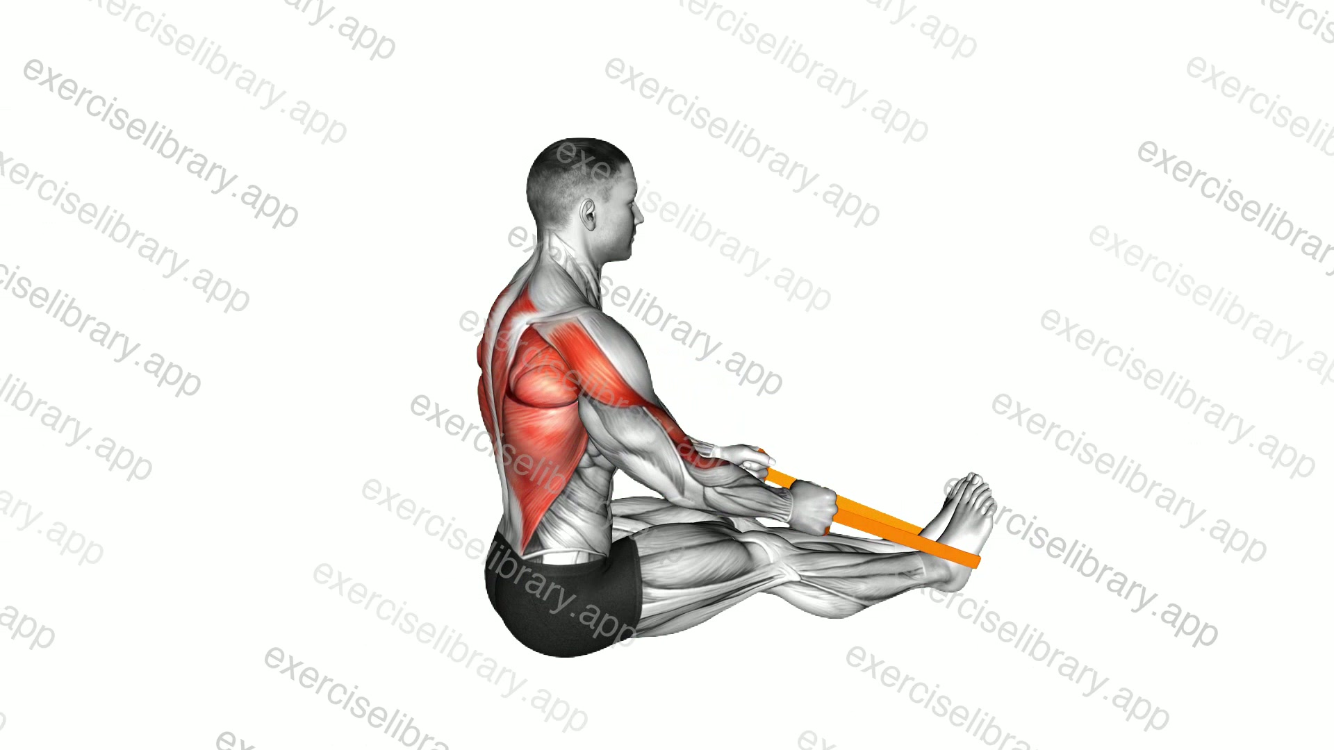 Resistance Band Seated Row demonstration