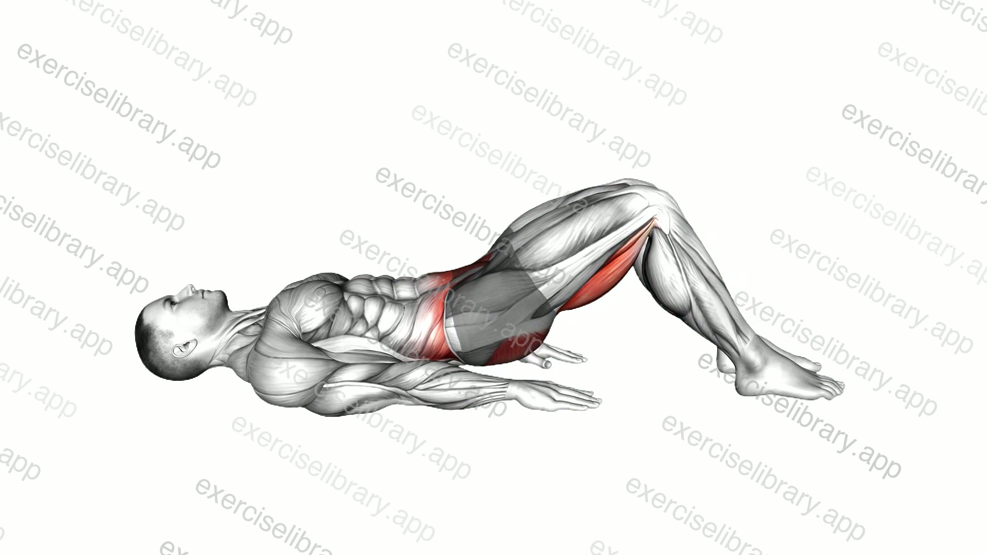 Hamstring Bridge demonstration