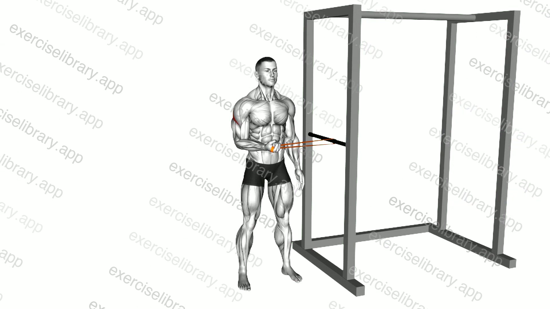 Resistance Band Standing Shoulder Extrernal Rotation demonstration