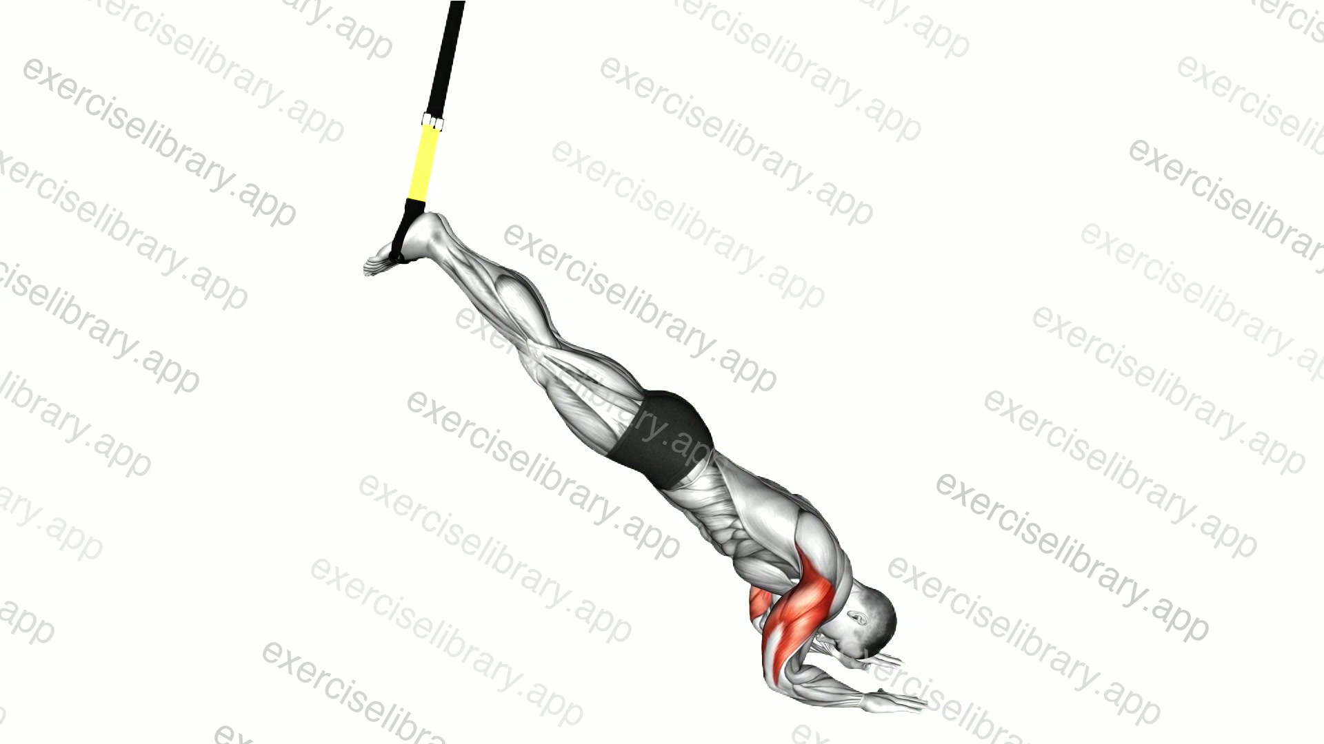 Suspender Triceps Press demonstration