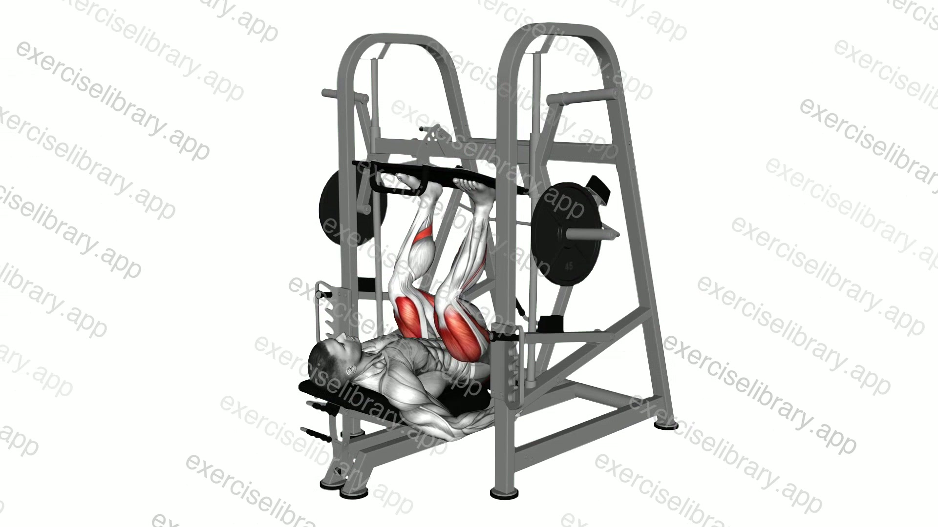 Lever Vertical Leg Press demonstration