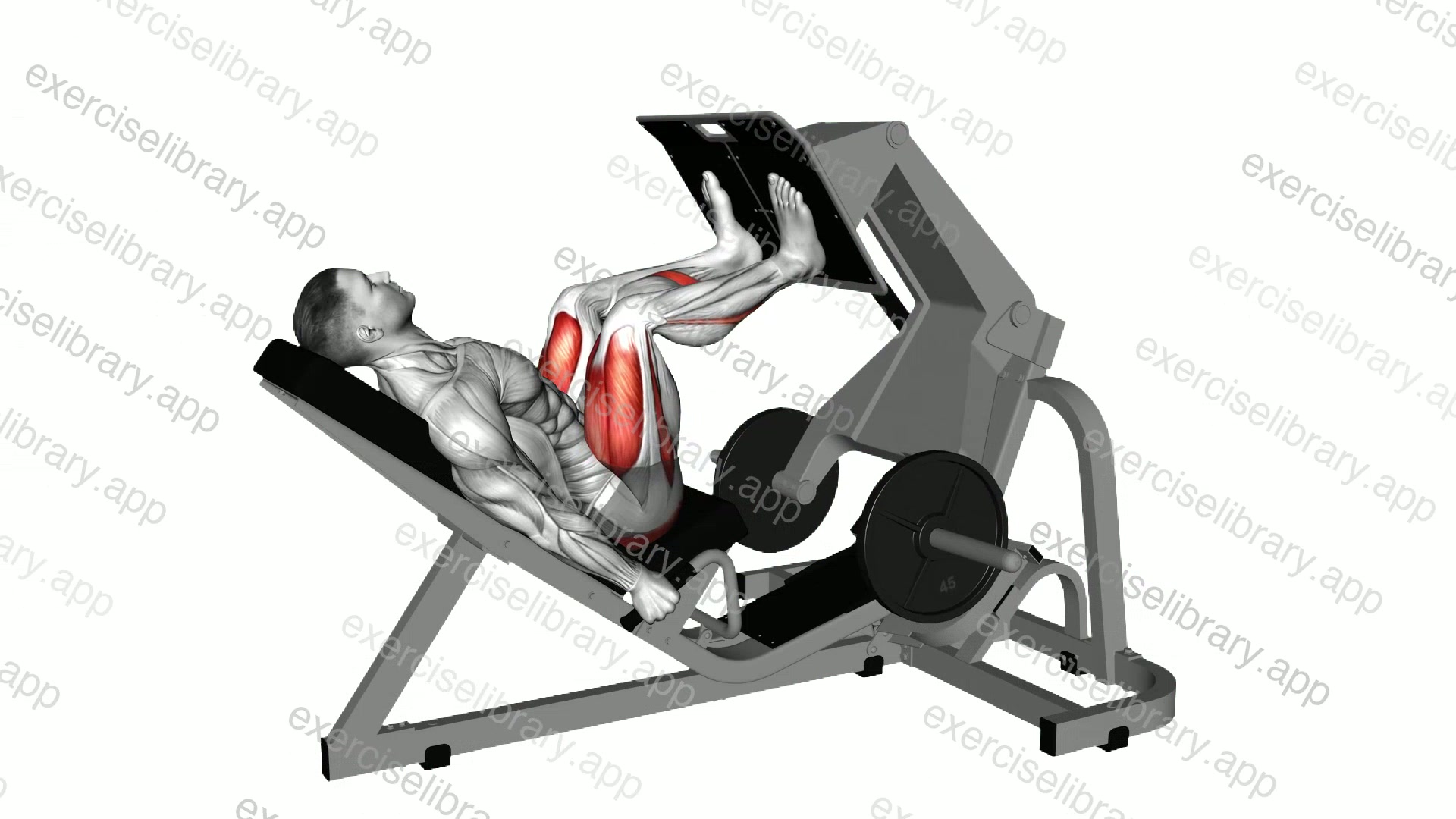 Lever Angled Leg Press demonstration