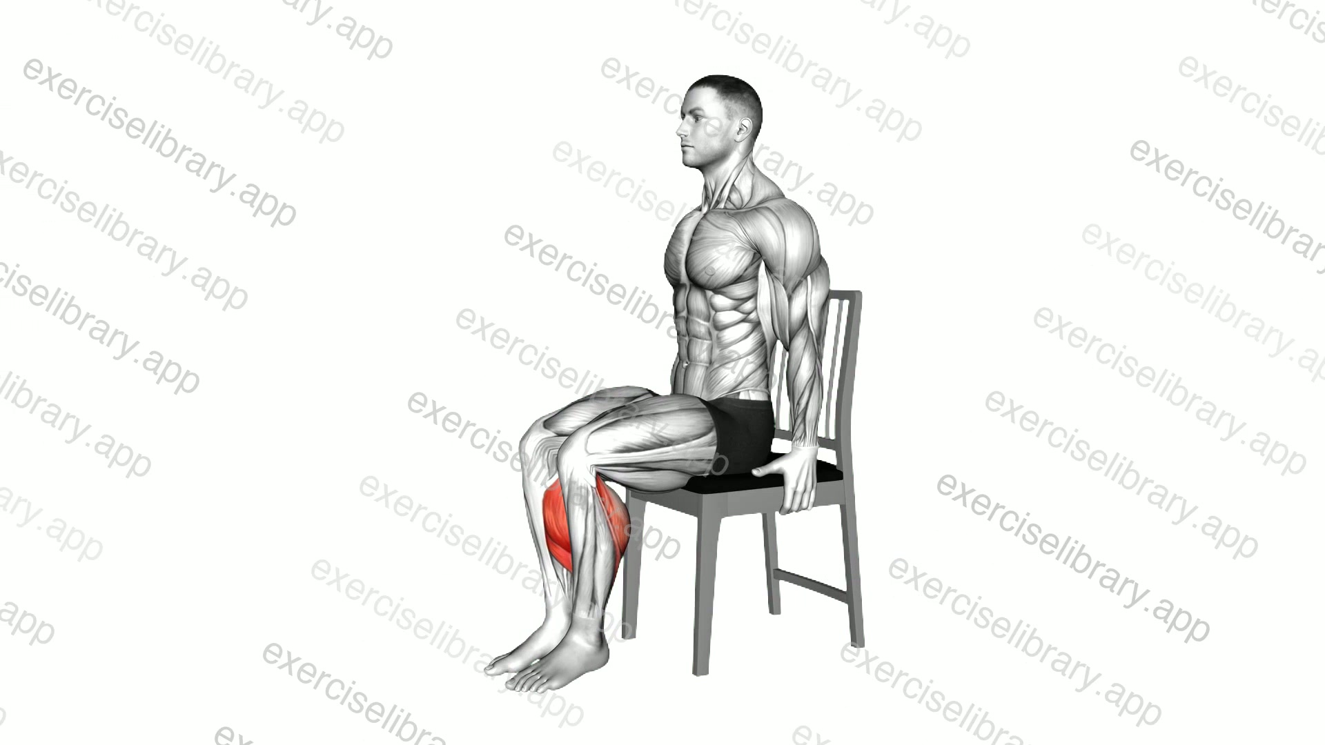 Seated Calf Raise on a Chair demonstration