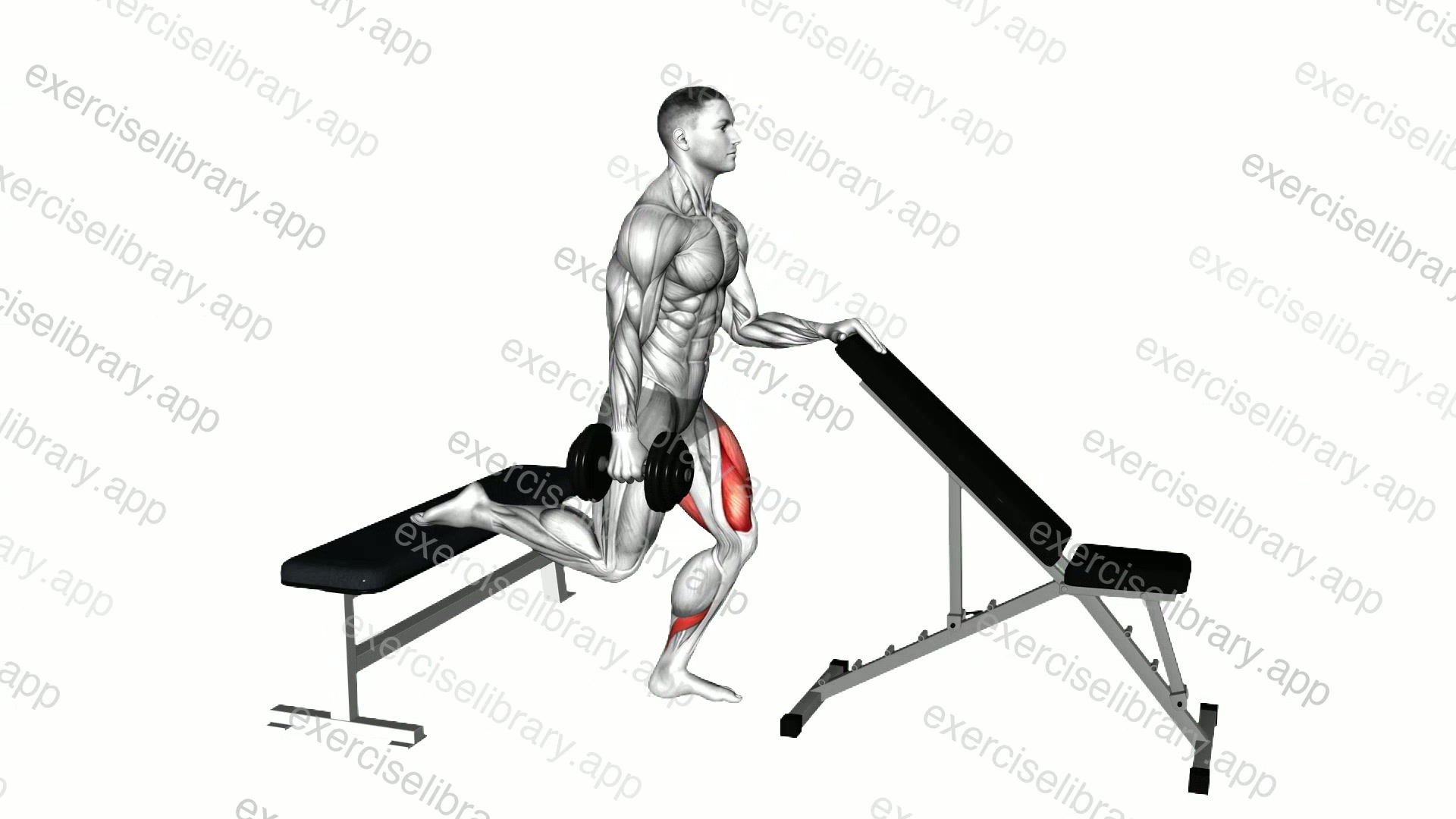 Dumbbell Bulgarian Split Squat with Support demonstration