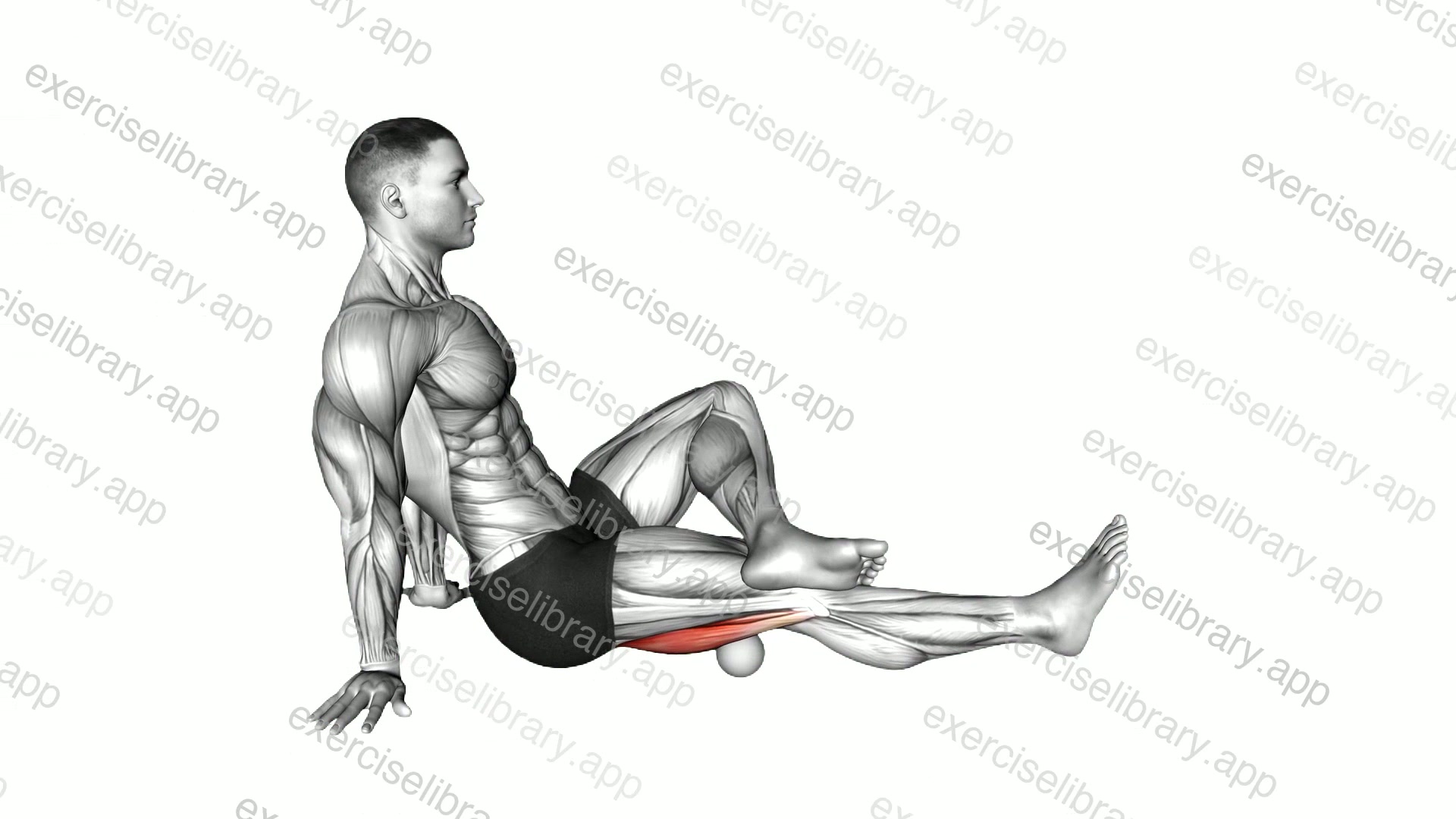 Roll Ball Seated Hamstrings Active demonstration