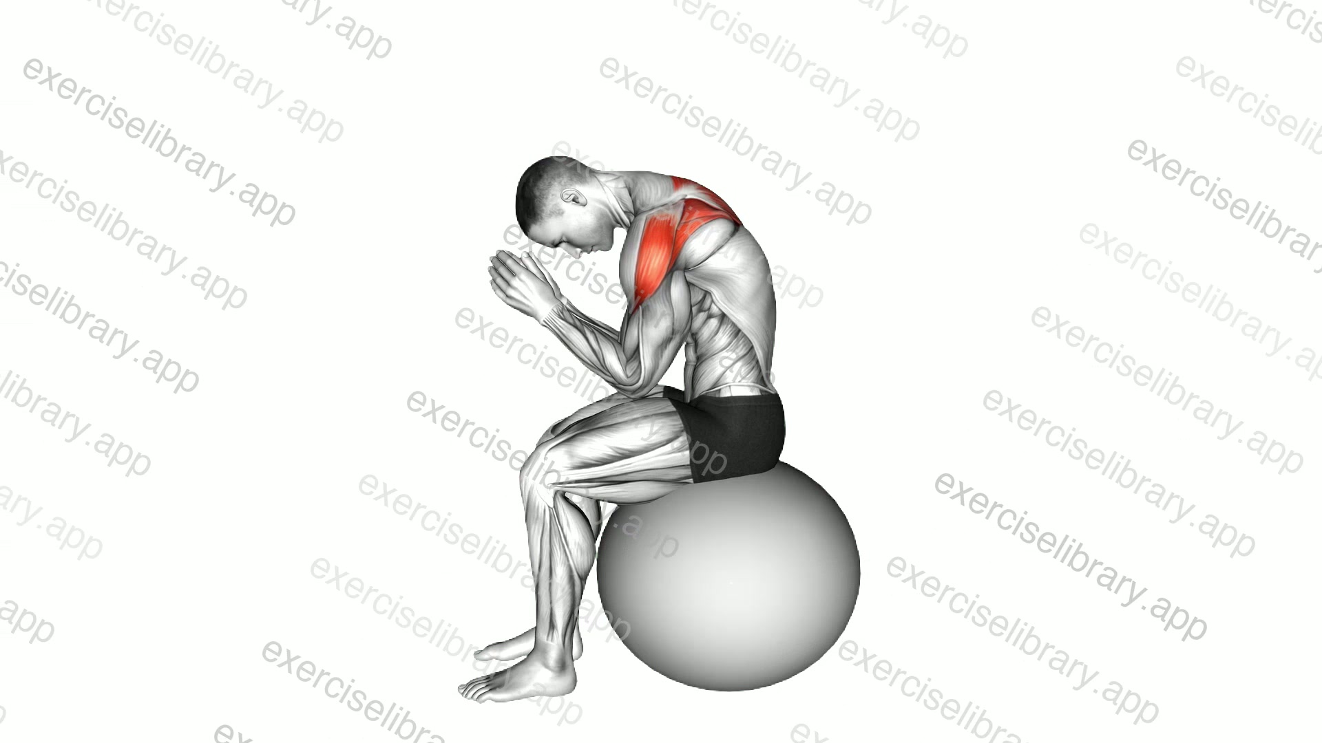 Sitting Scapula Adduction on Stability Ball demonstration